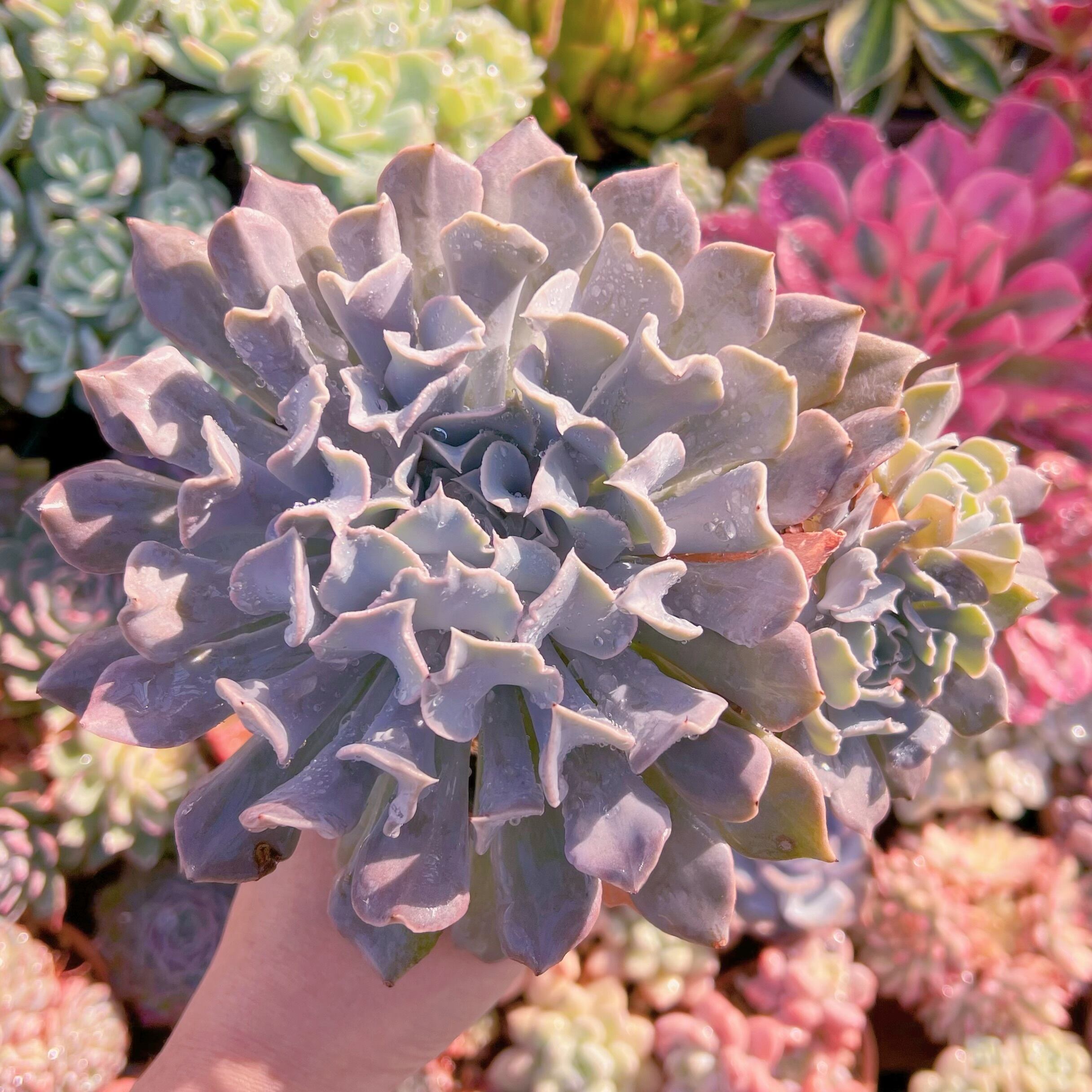 現品　スワンレイク#2223　大群生　新入荷