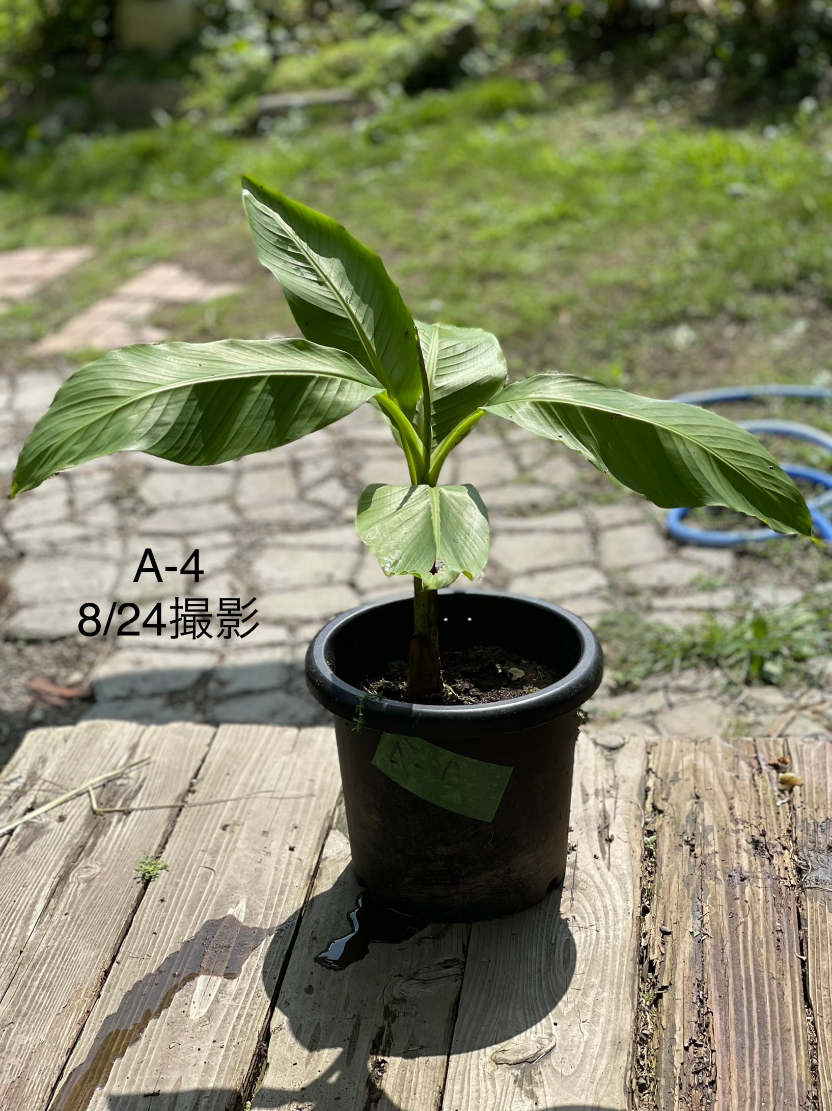 芭蕉 ジャパニーズバナナ 苗 A-4 【鉢底から計測】 約60～70cm前後