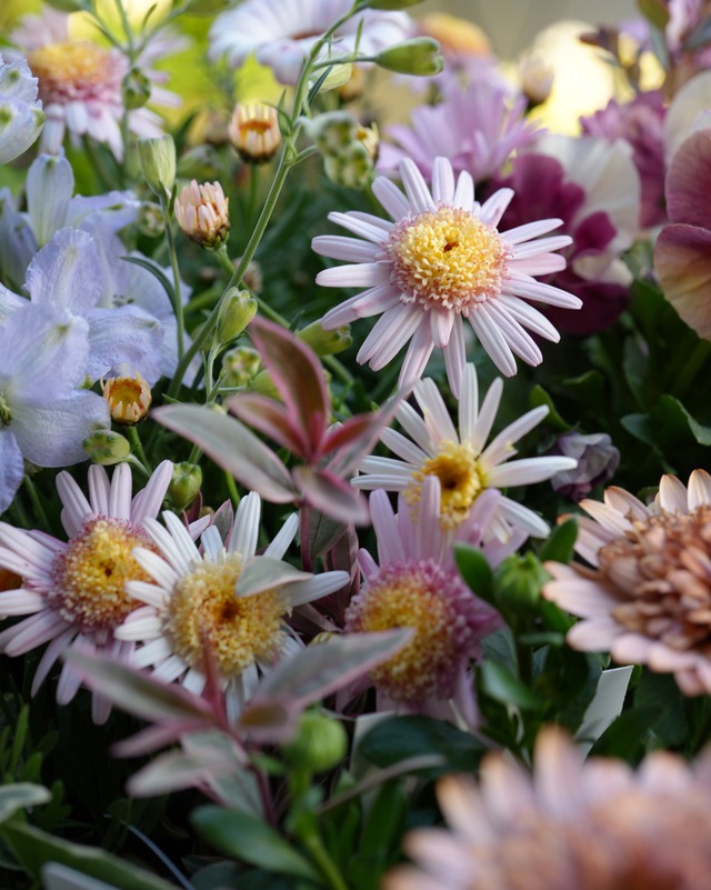 【寄せ植えセット】マーガレット、ビジューマム、オステオなどの優しい色の花苗セット