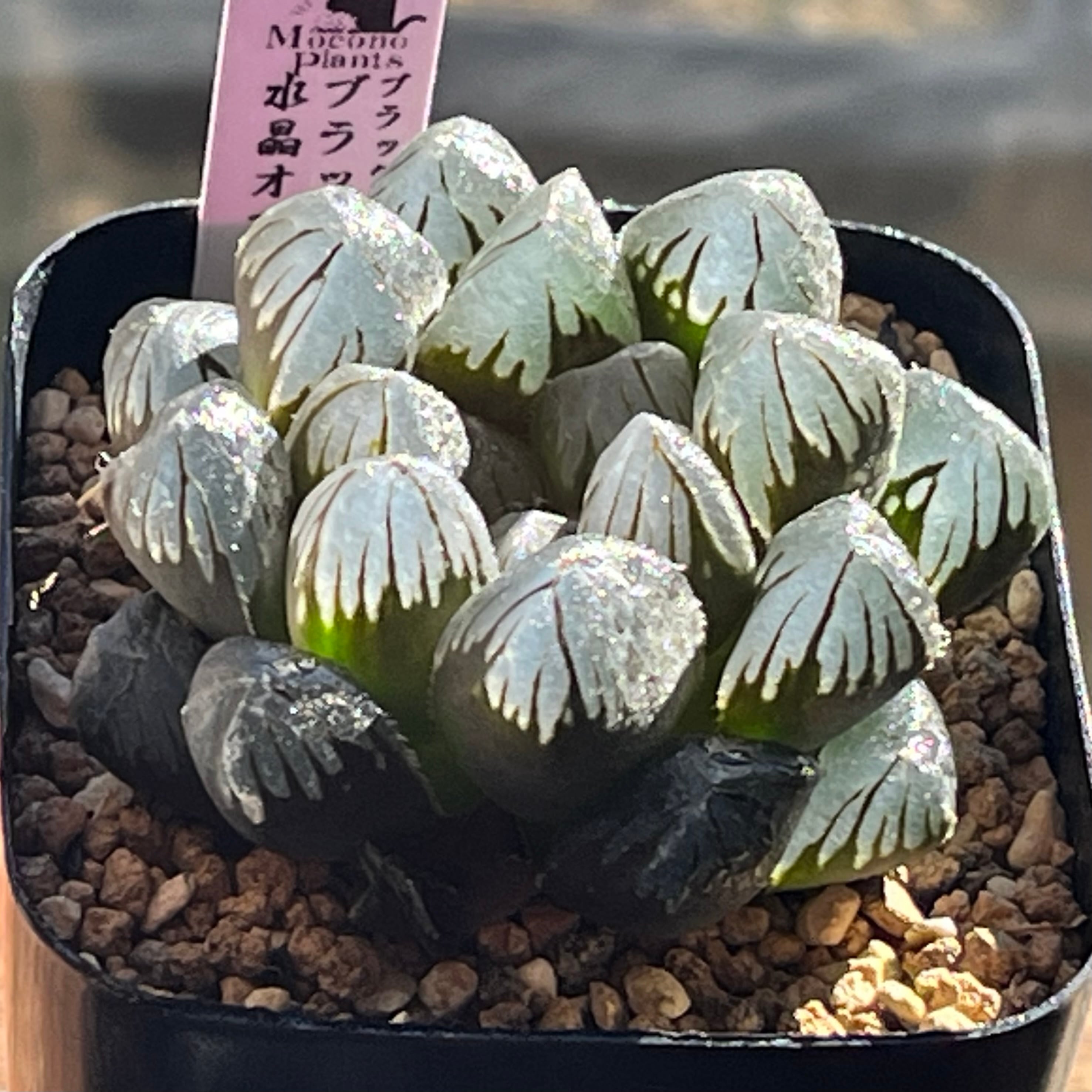 ハオルチア アトロフスカミュータント錦 ハオルチア アトロフスカミュータント錦 | mocono_plants