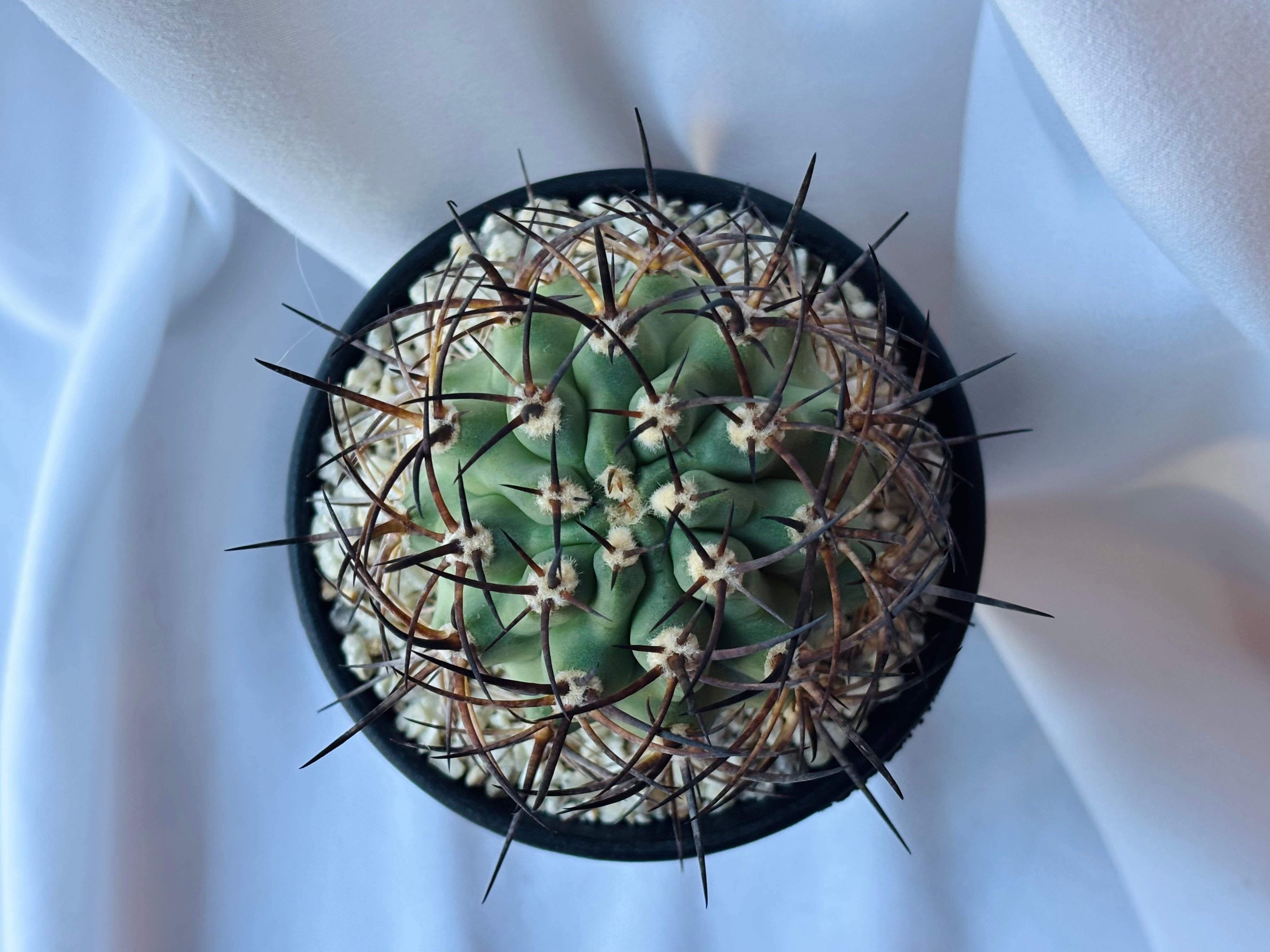 Eriosyce ihotzkyanae エリオシケ 五百津玉 サボテン | plants MARU