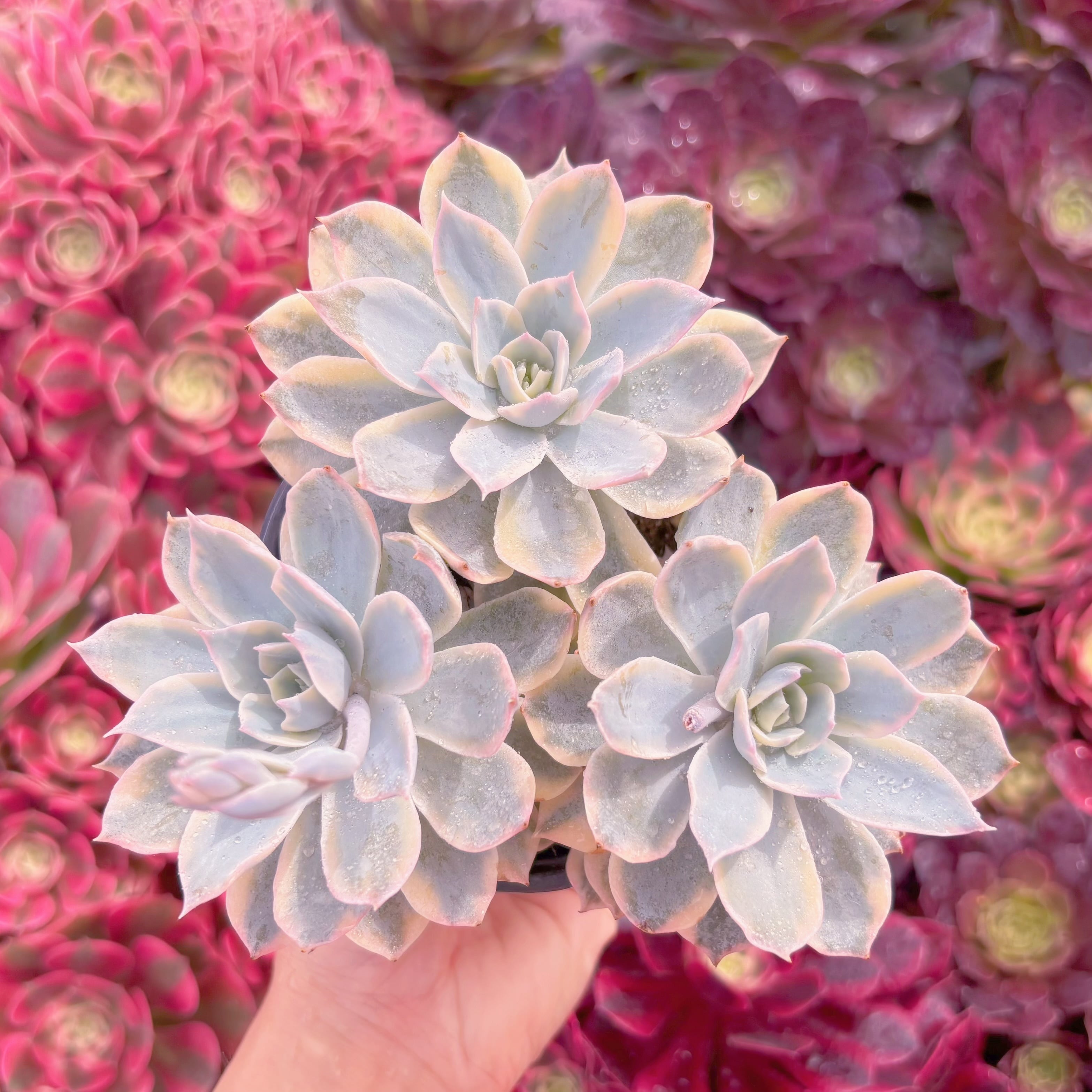 現品　サブセリス錦#K593　群生　るる農園