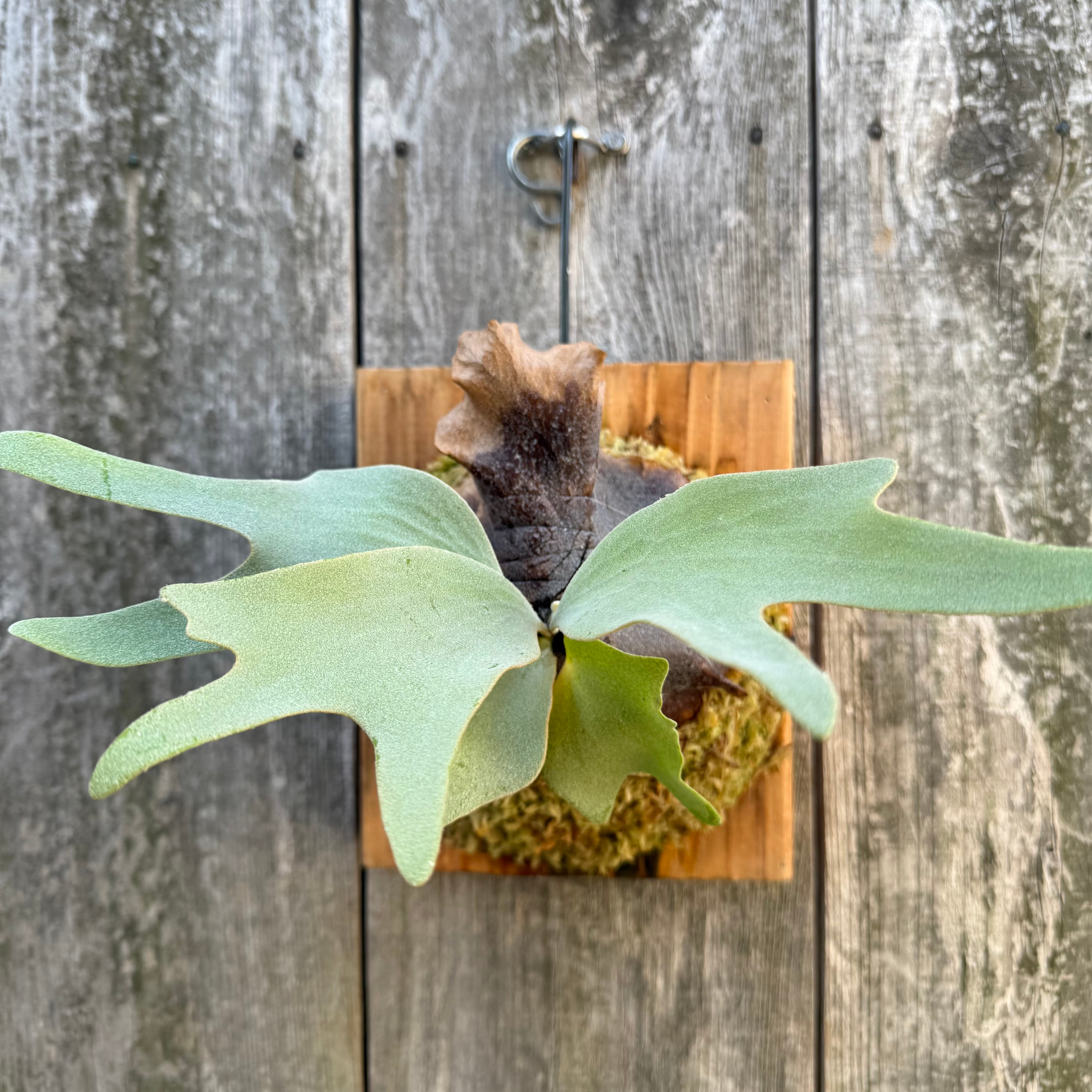 P.Ginka,P.willinckii “Yellow moon” 12th oasis sporeling | naturefix