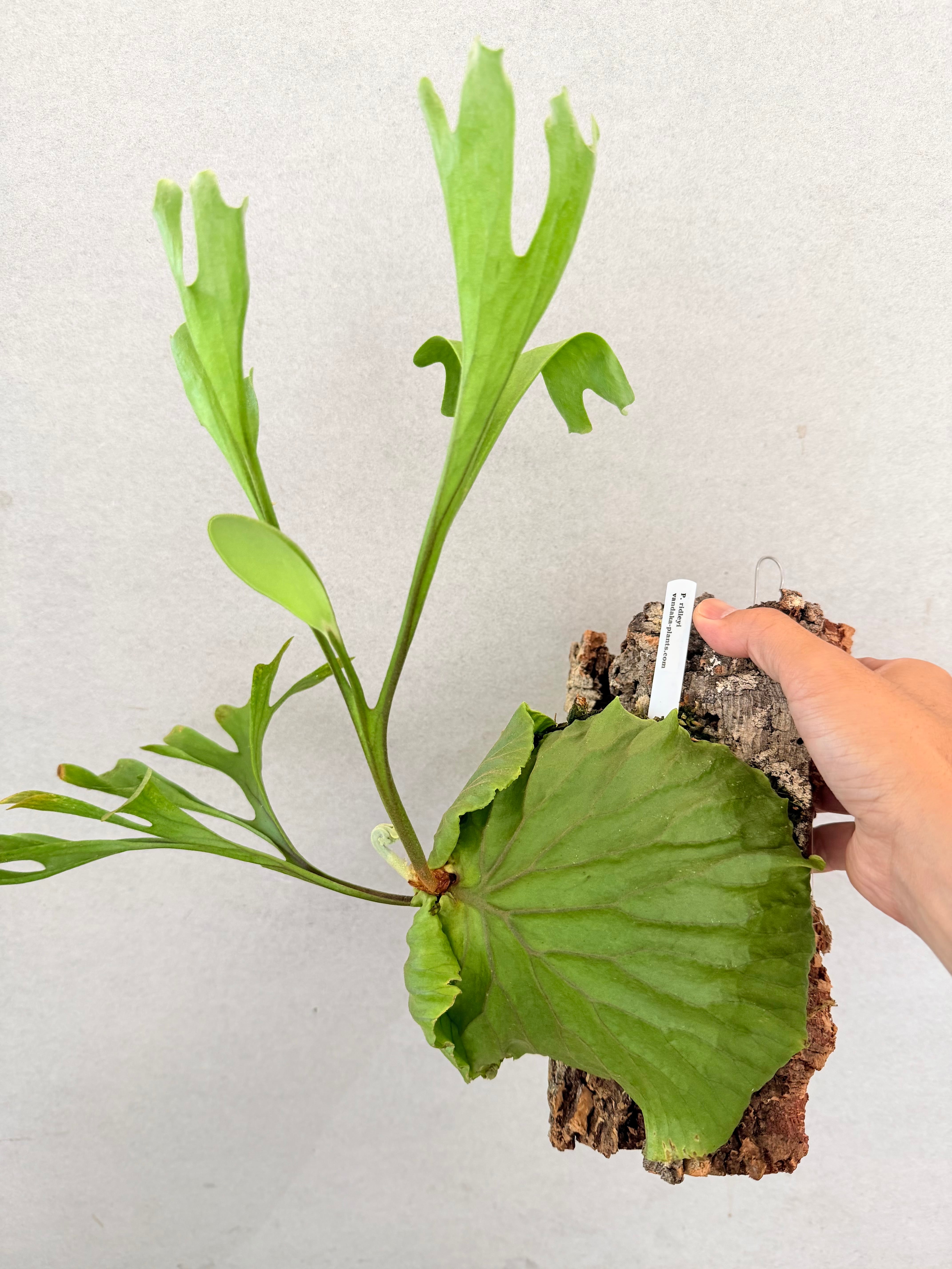 Platycerium_ビカクシダ | vandaka plants