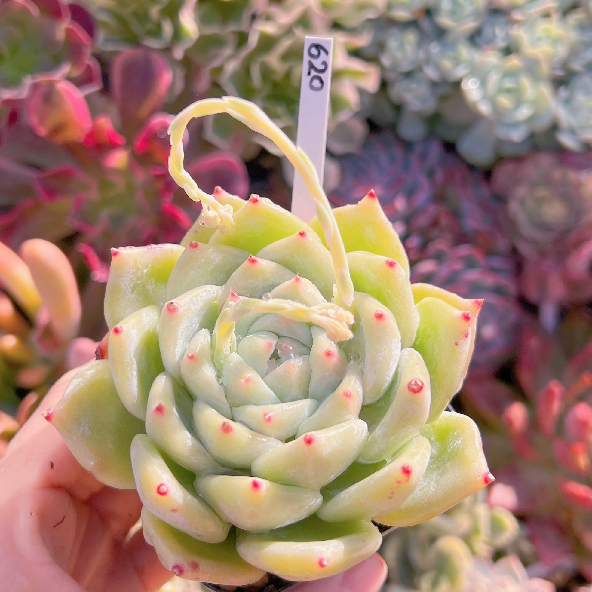 Top【選抜株】多肉植物　25347テクトラム　54個　鉢無し/脱土 Top選抜株多肉植物 25347テクトラム 10個 鉢無し⁄脱土 | Compre