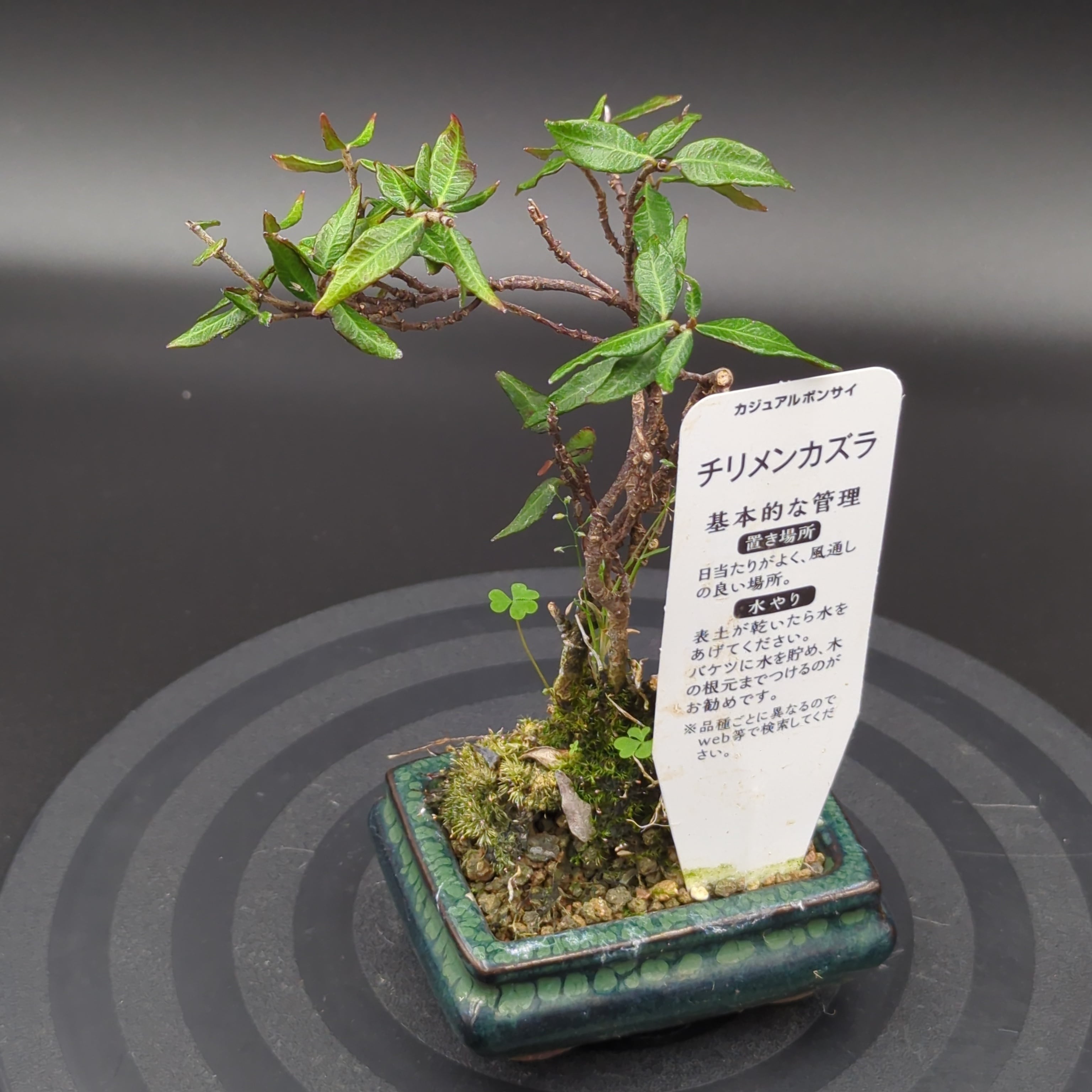 チリメンカズラ ミニ盆栽 鉢ごと配送 | BRIDGE GARDEN