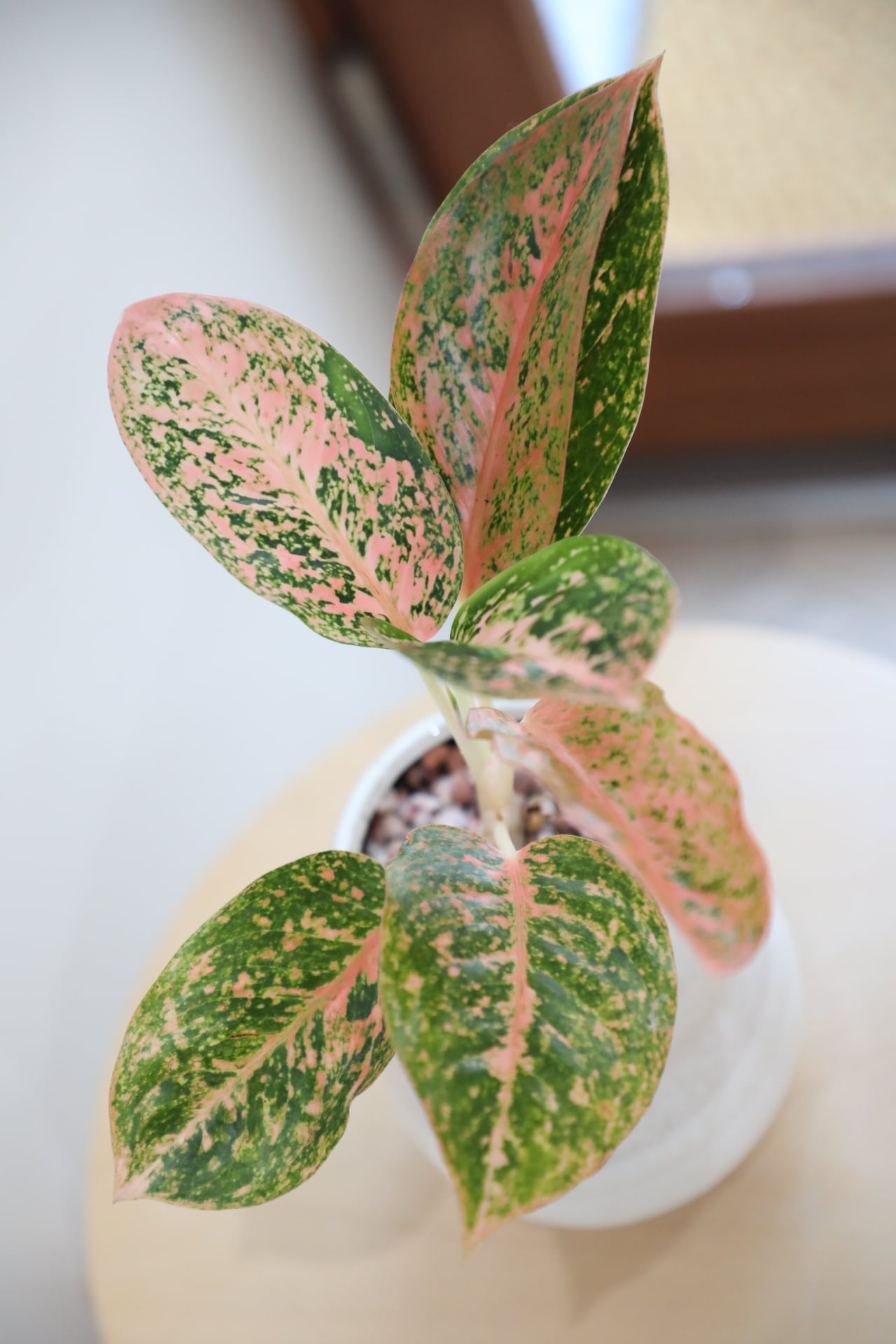 アグラオネマ・スターダストオレンジ S】アグラオネマ スターダストオレンジ/Aglaonema | 【厳選植物・器