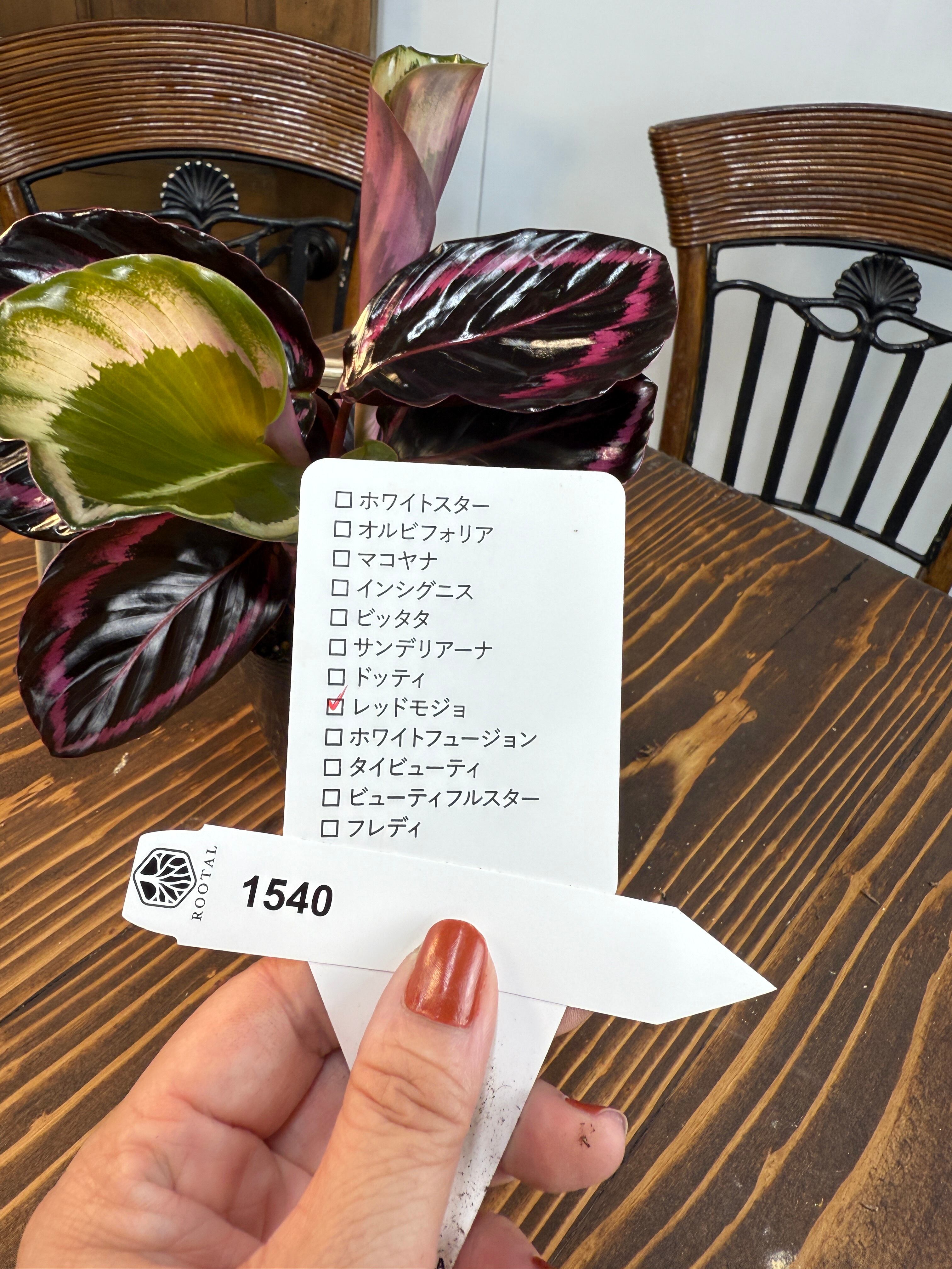 ★1540 カラテア レッドモジョ(3.5号ポット)