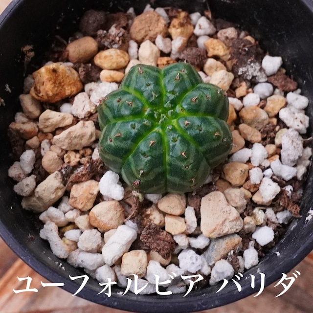 ミニサボテン！【ユーフォルビア　バリダ 4】実生シリーズ　小さな小さなサイズ