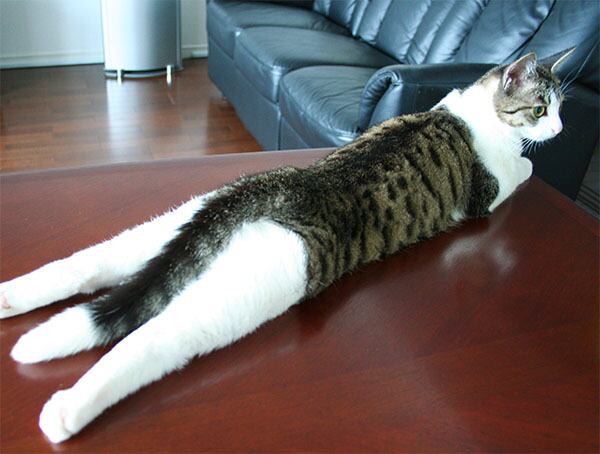 猫 ポストカード The Cat who.... 虎柄ワンピース 10x14.8センチ(cm)官製はがきサイズ 猫写真 はがき ねこ葉書 ネコハガキ Postcard