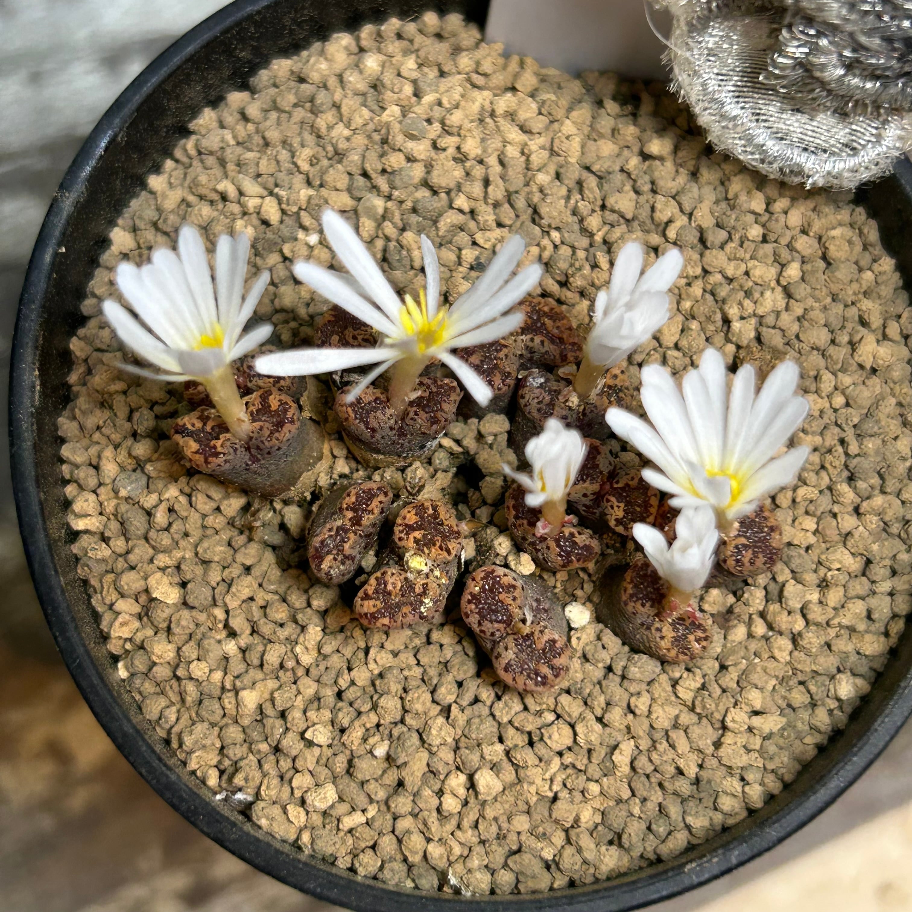 1)コノフィツム ペルシダム v.テリカラー | RuPo 多肉植物専門店