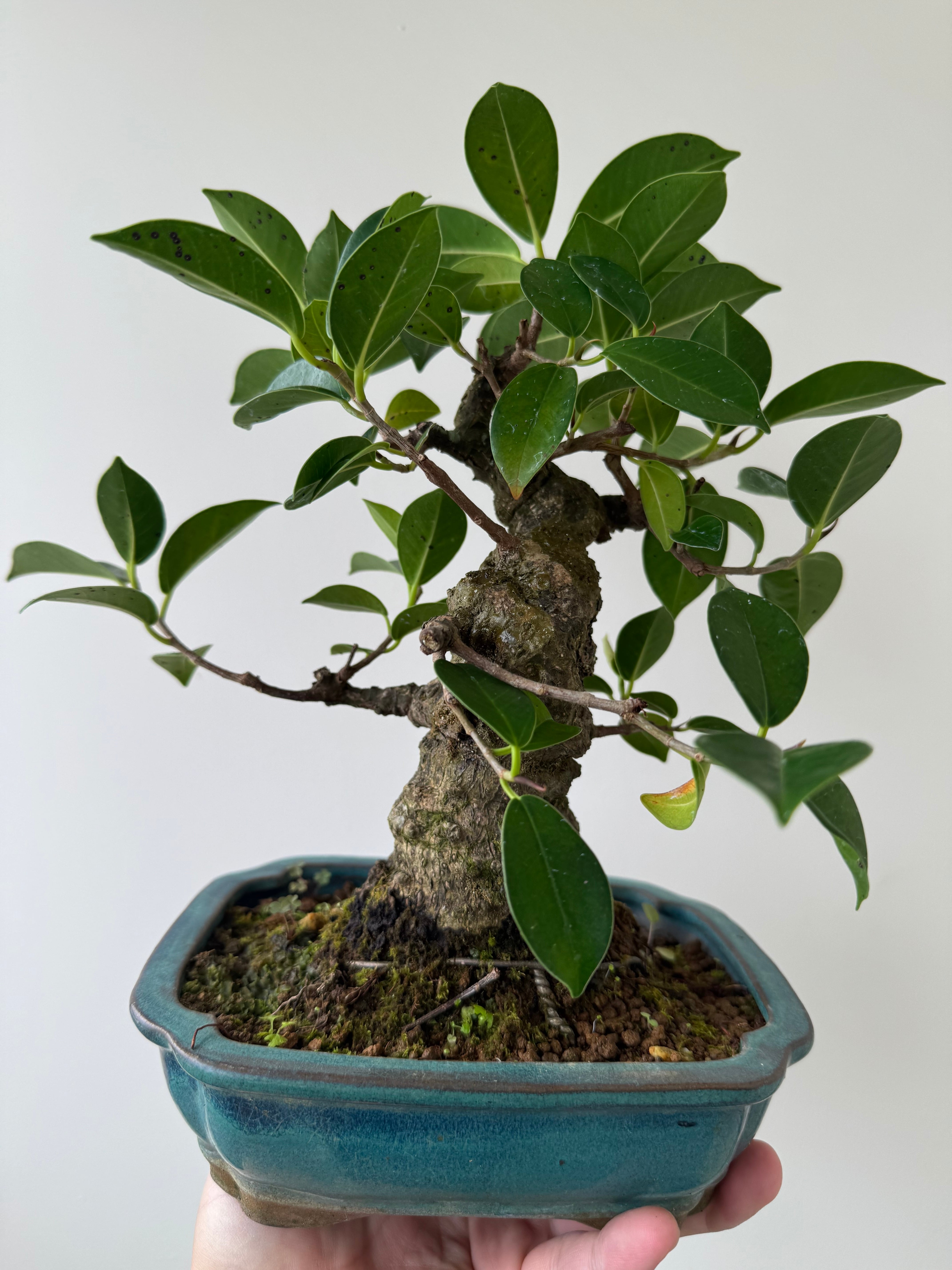 琉球盆栽】Ficus microcarpa【古木ガジュマル】 | 青坊主-aobouzu-