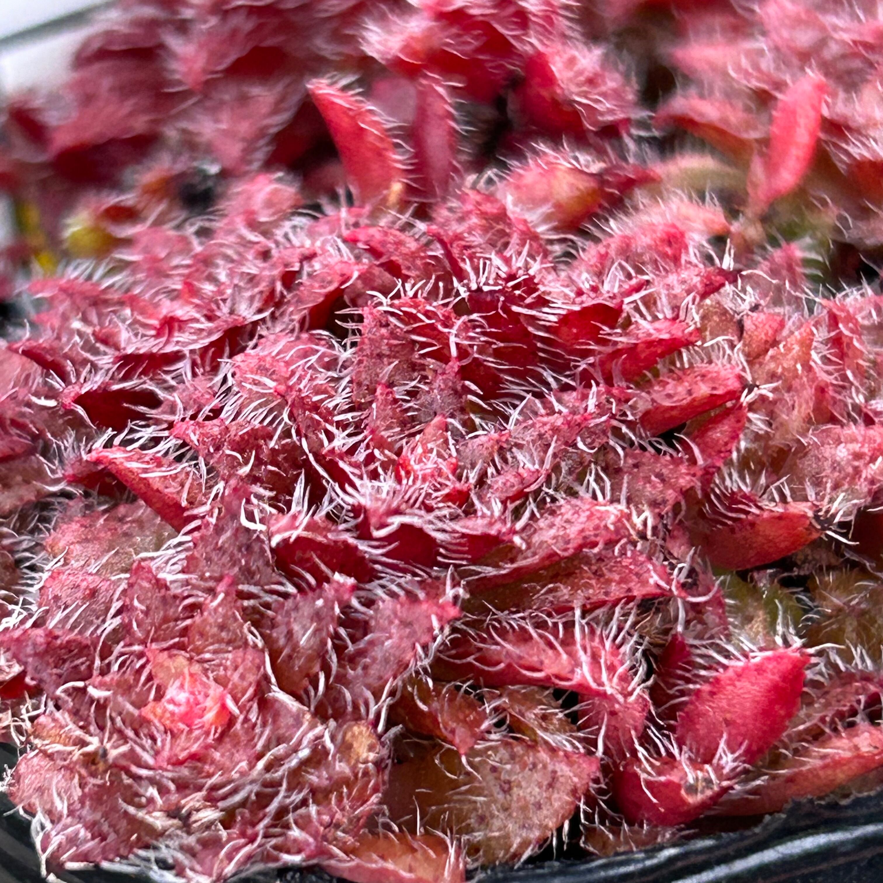 トランスバール | RuPo 多肉植物専門店