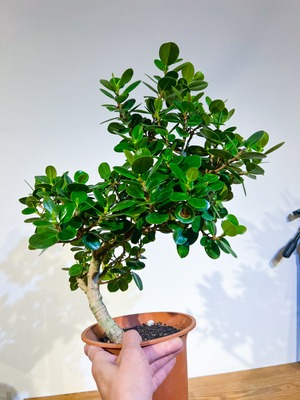 パンダガジュマル 唯一無二の曲線美