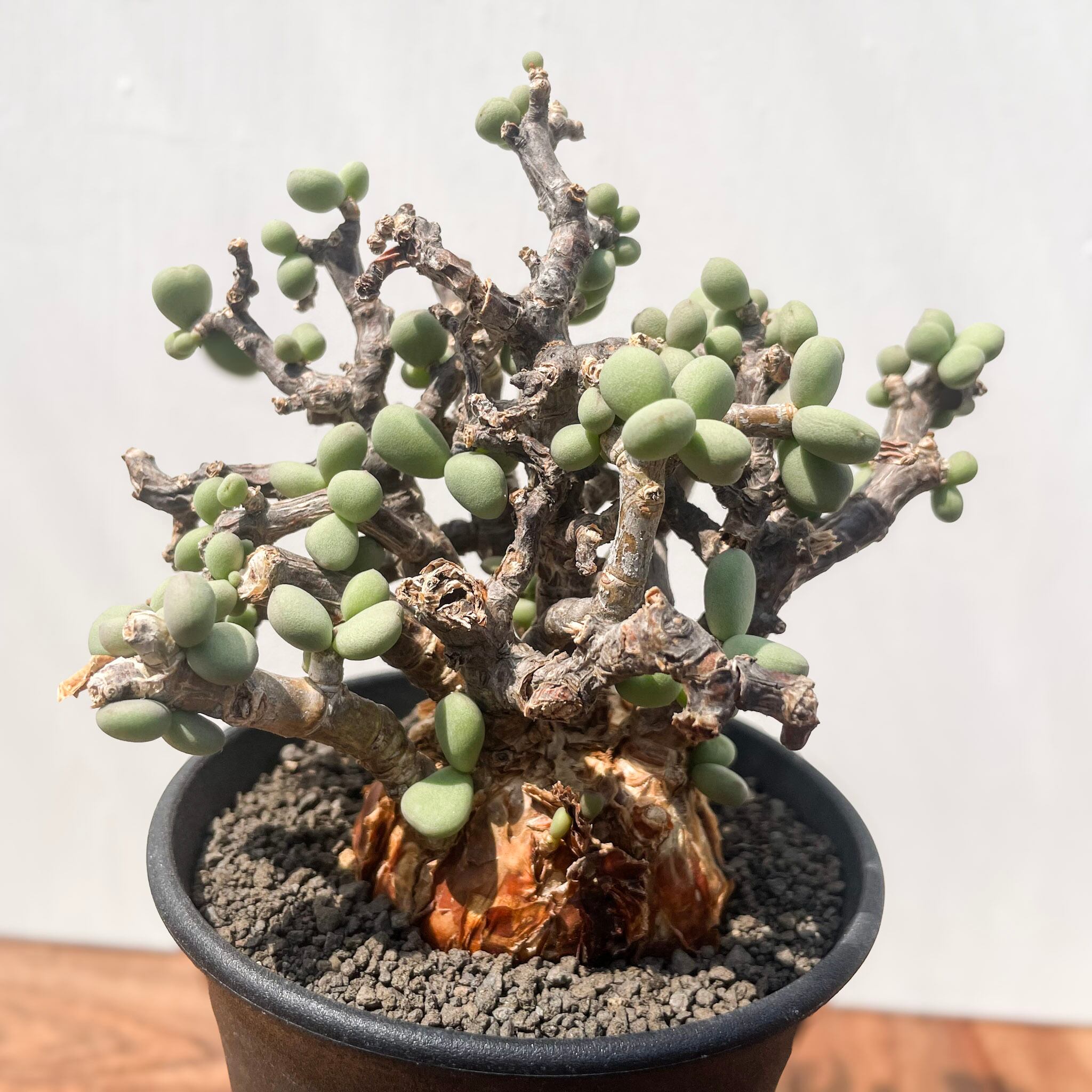 ケラリア※ピグマエア Ceraria pygmaea【ケラリア・ピグマエア】 | RIMO'S GREEN