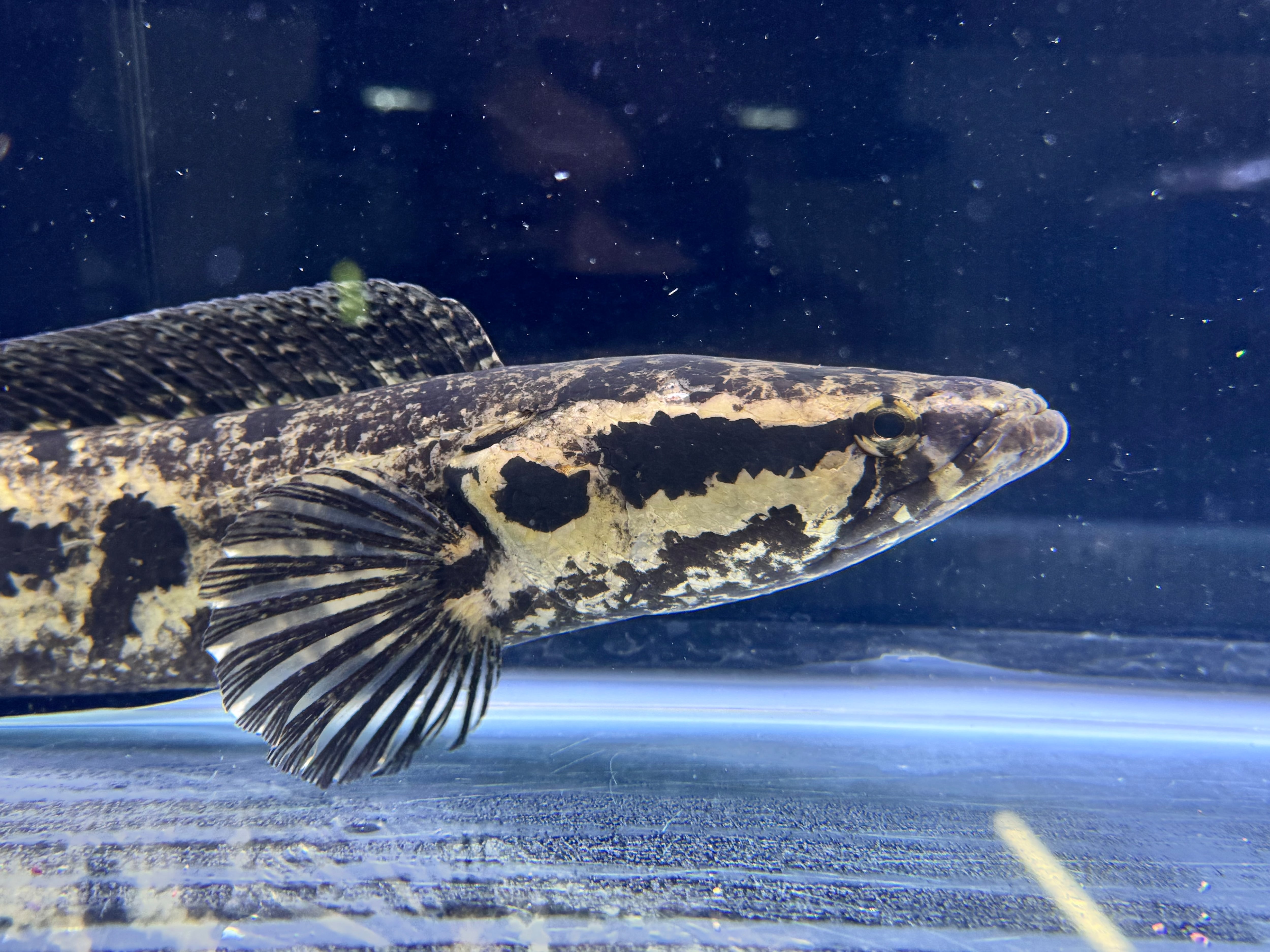 直輸入】アフリカンスネークヘッド40up⑥38cm± | AQUASTYLEG