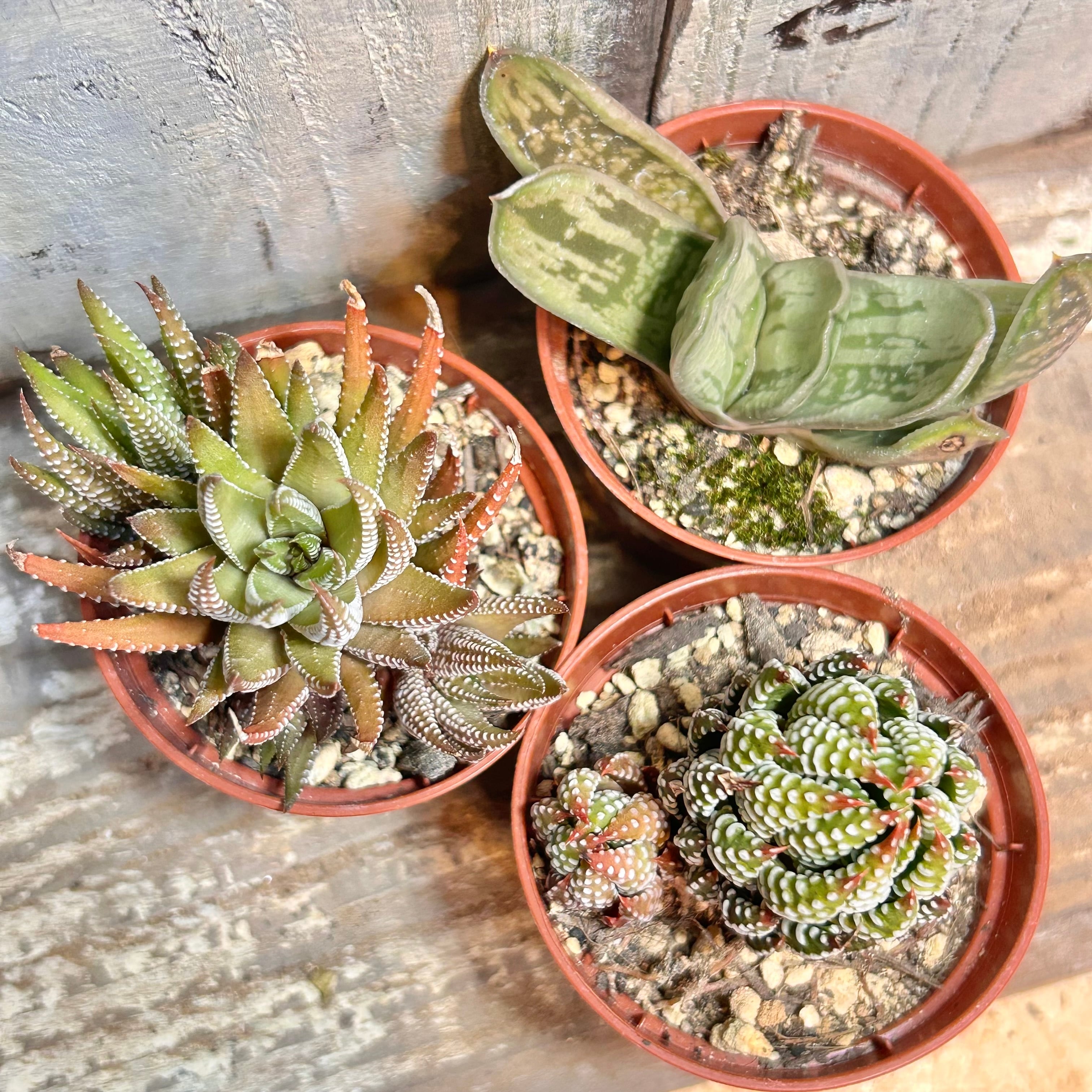 ハオルチア | RuPo 多肉植物専門店