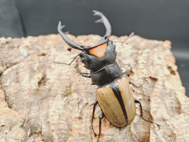 WDラコダールツヤクワガタ　♂82ｍｍ♀41ｍｍ