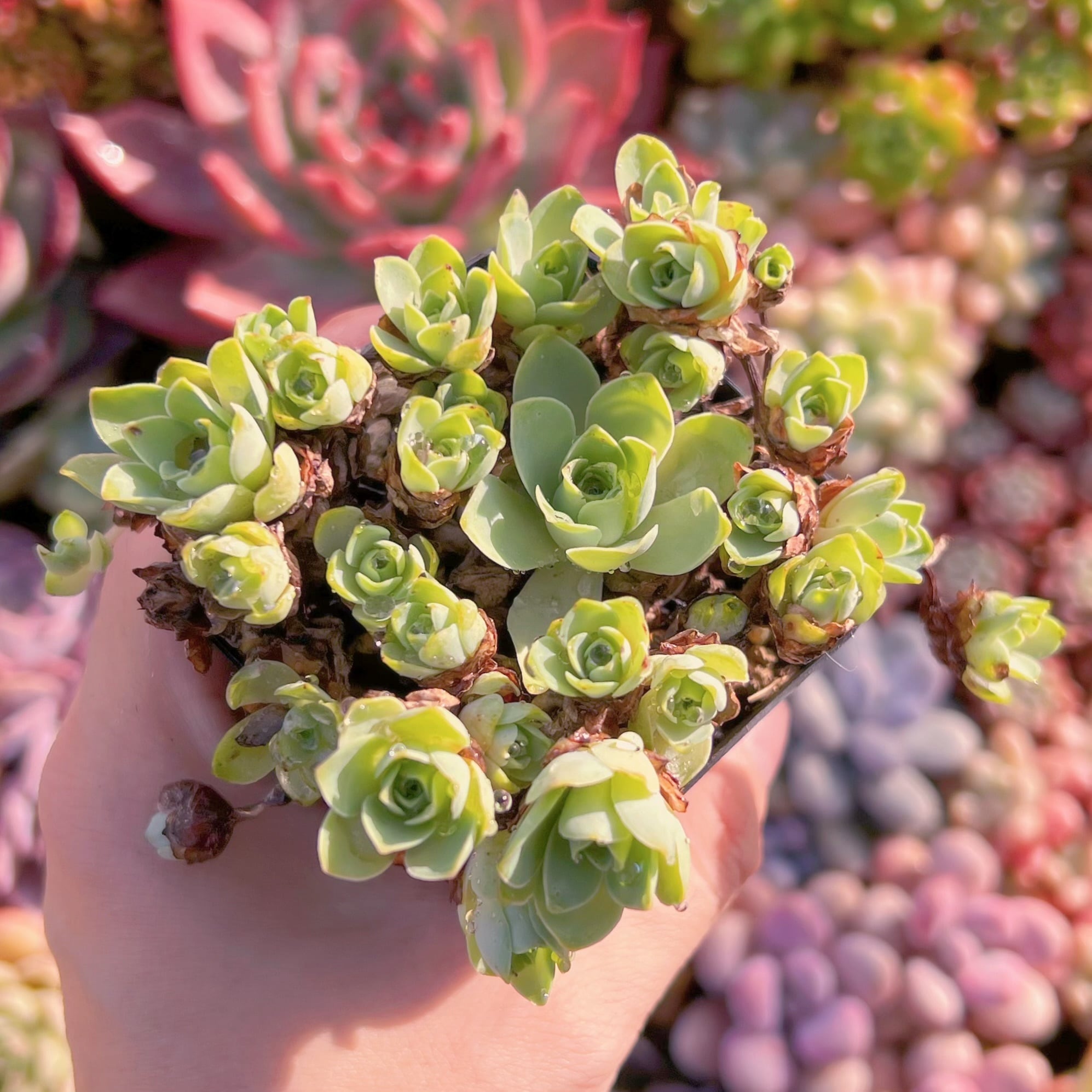 多肉植物 ドドランタリス 古株 新入荷 るる農園 | るる農園~多肉植物専門