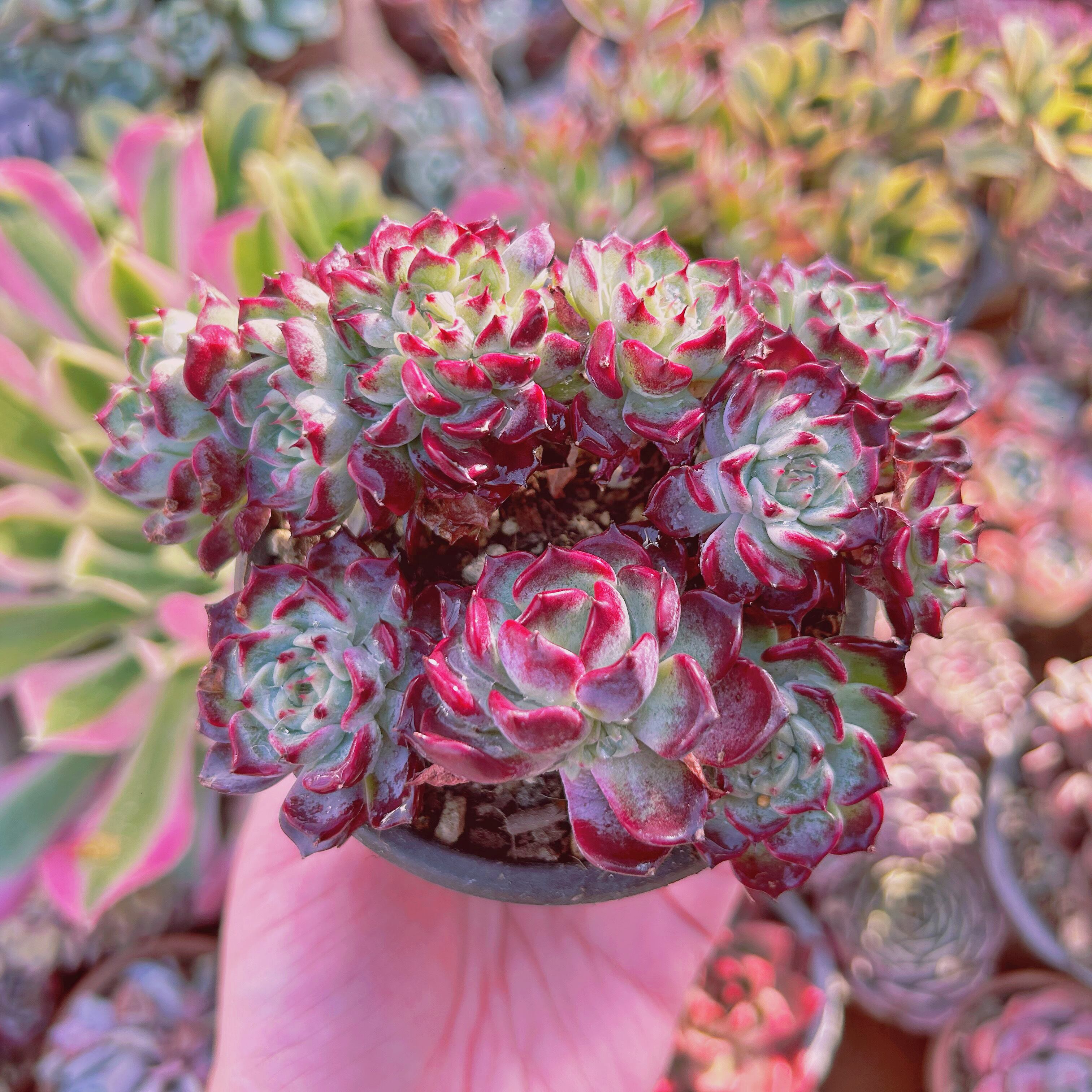 現物　多肉植物　沙羅姫牡丹　特大群生