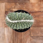 Storombocactus disciformis【ストロンボカクタス・菊水綴化】