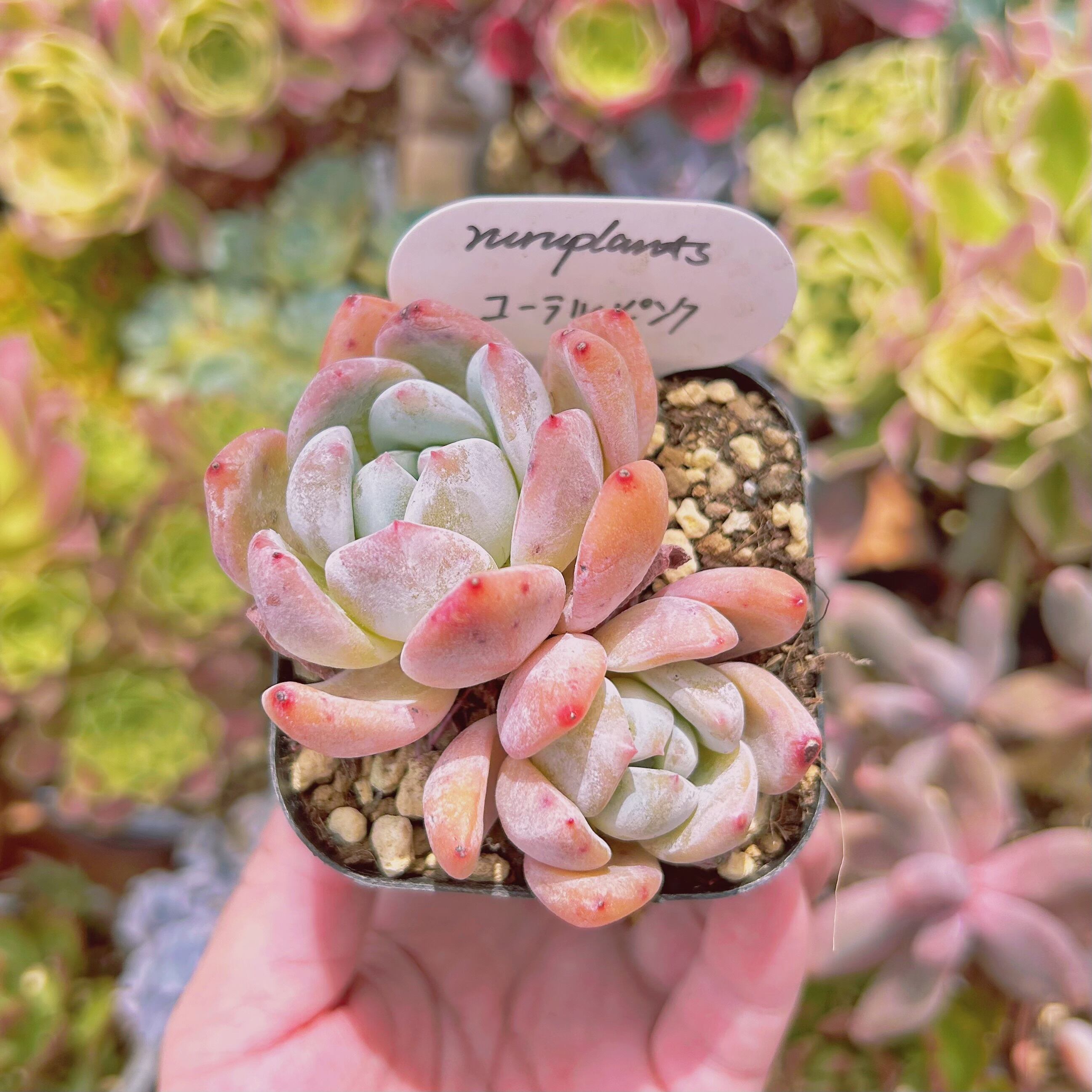 現物　多肉植物　コーラルピンク　抜き苗