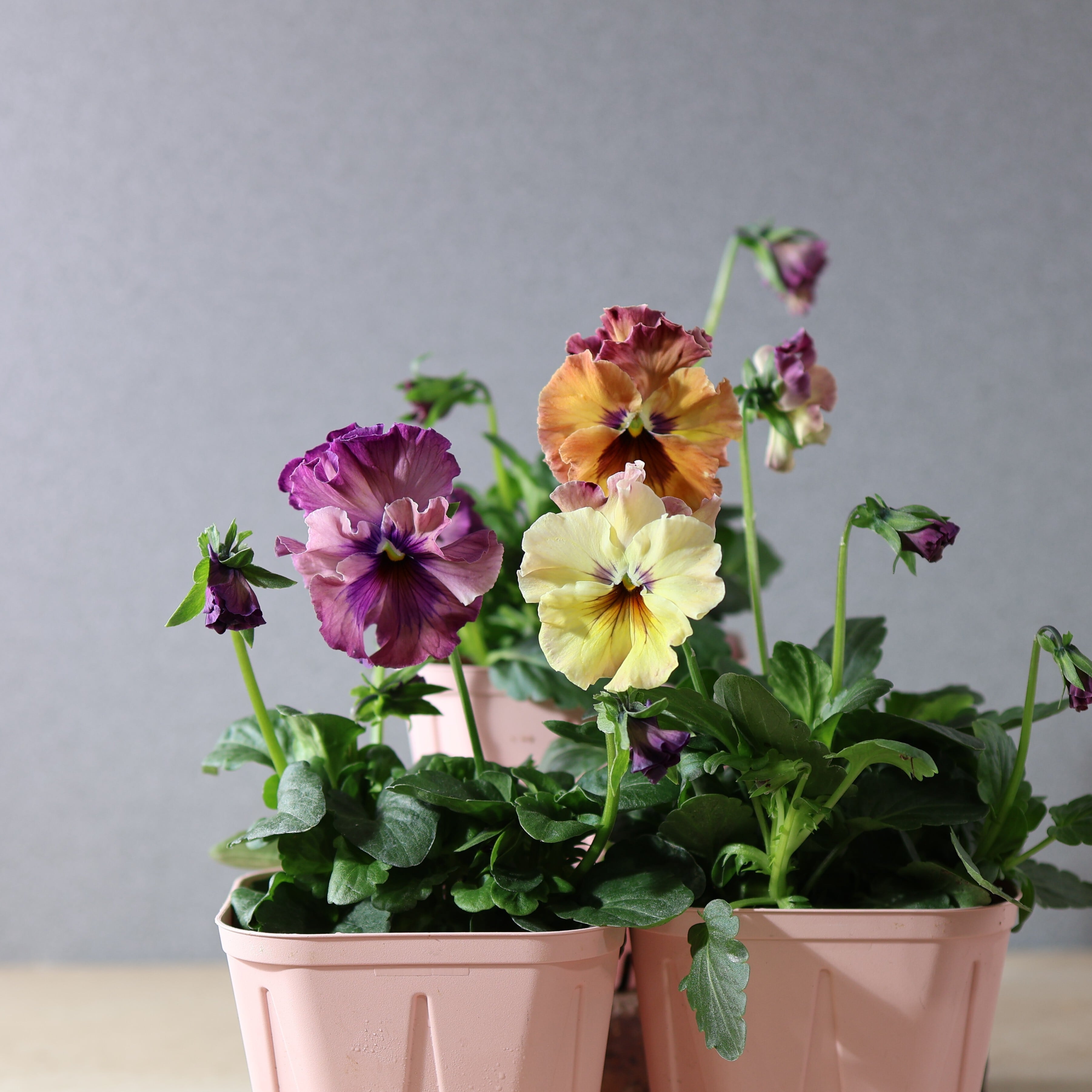 480 桂楓園さんオリジナルのフリル咲きパンジー『フェデネージュ モネ