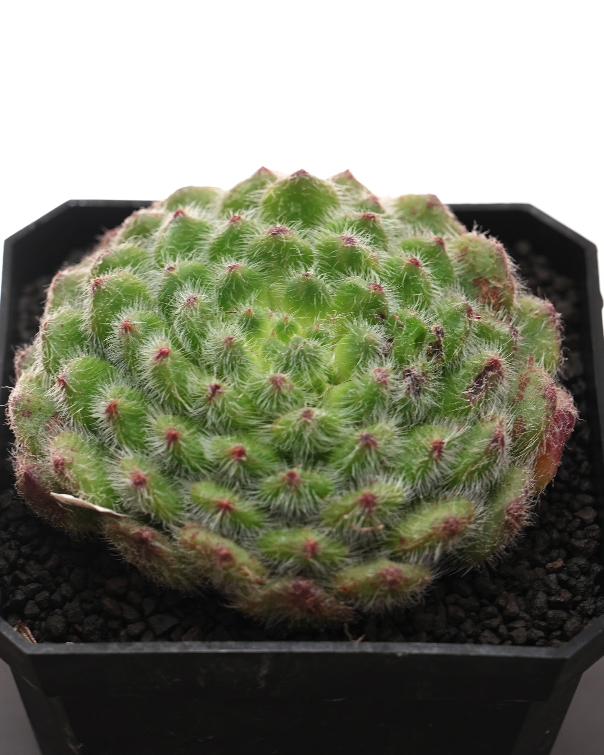 カット苗 メリディアン XXL 18cm大株＋極太茎 Echeveria 'Meridian