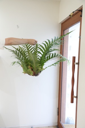 【L】アグラオモルファ コロナンス 苔玉　※ハンギング付き