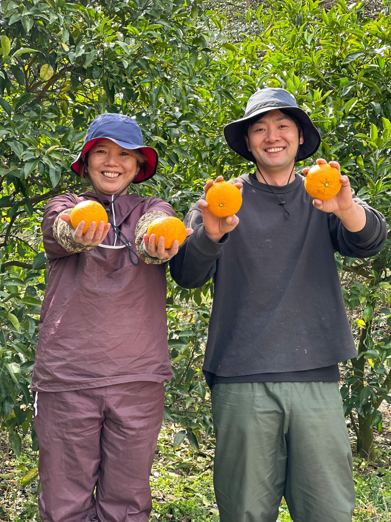 『無農薬』香り高いグリーンレモン３キロ＊皮ごと使える＊