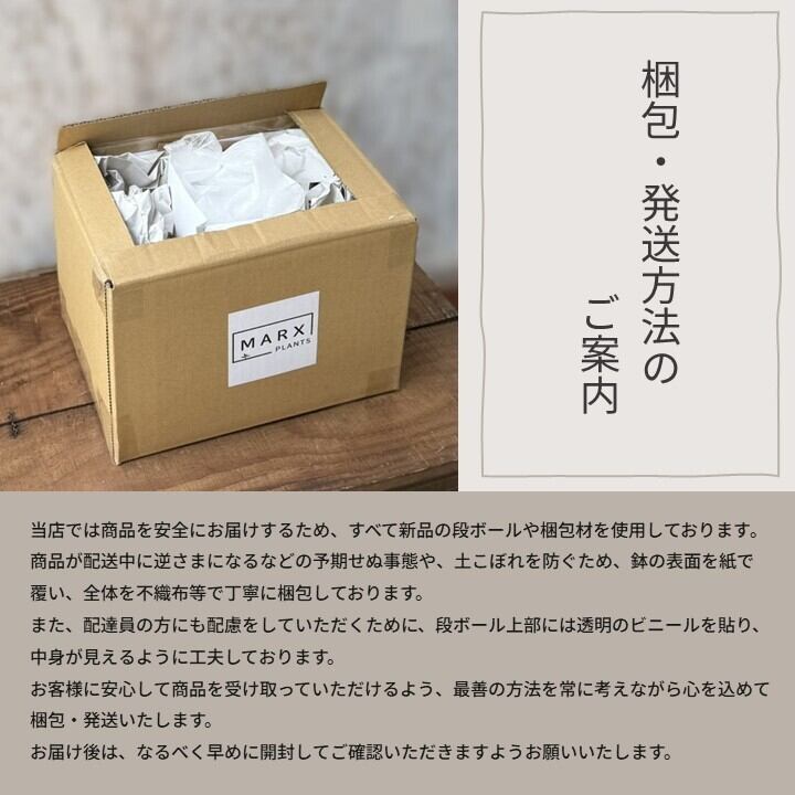 424 圧倒的存在感『アンスリウム スーパーバム ジャイアント』観葉植物