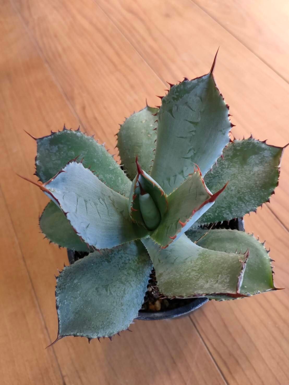 861376dab413a4ea57ed47efd3e965  