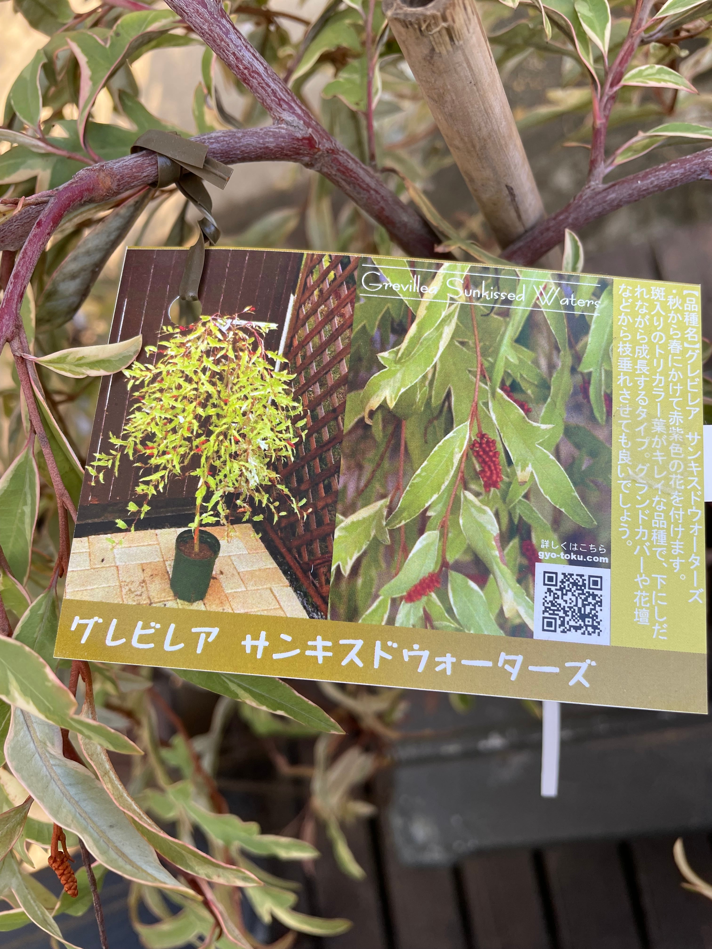 花芽付き グレビレア サンキスドウォーターズ(バンクシア 花芽付き グレビレア サンキスドウォーターズ(バンクシア