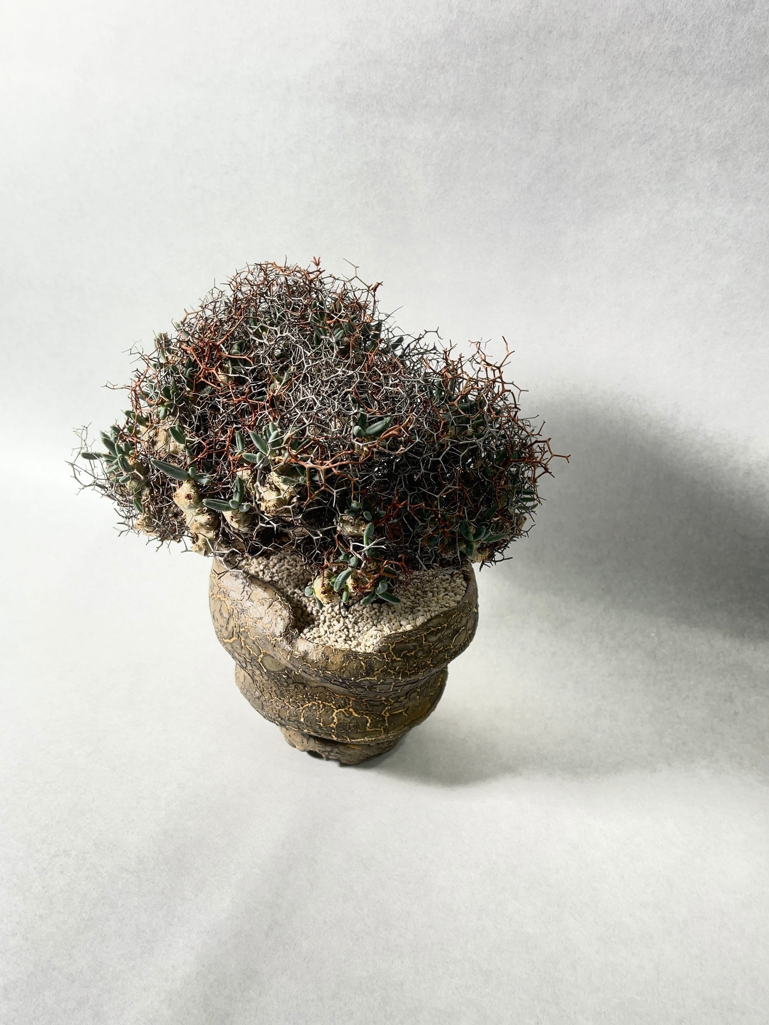 チレコドン・万物想 | trigger