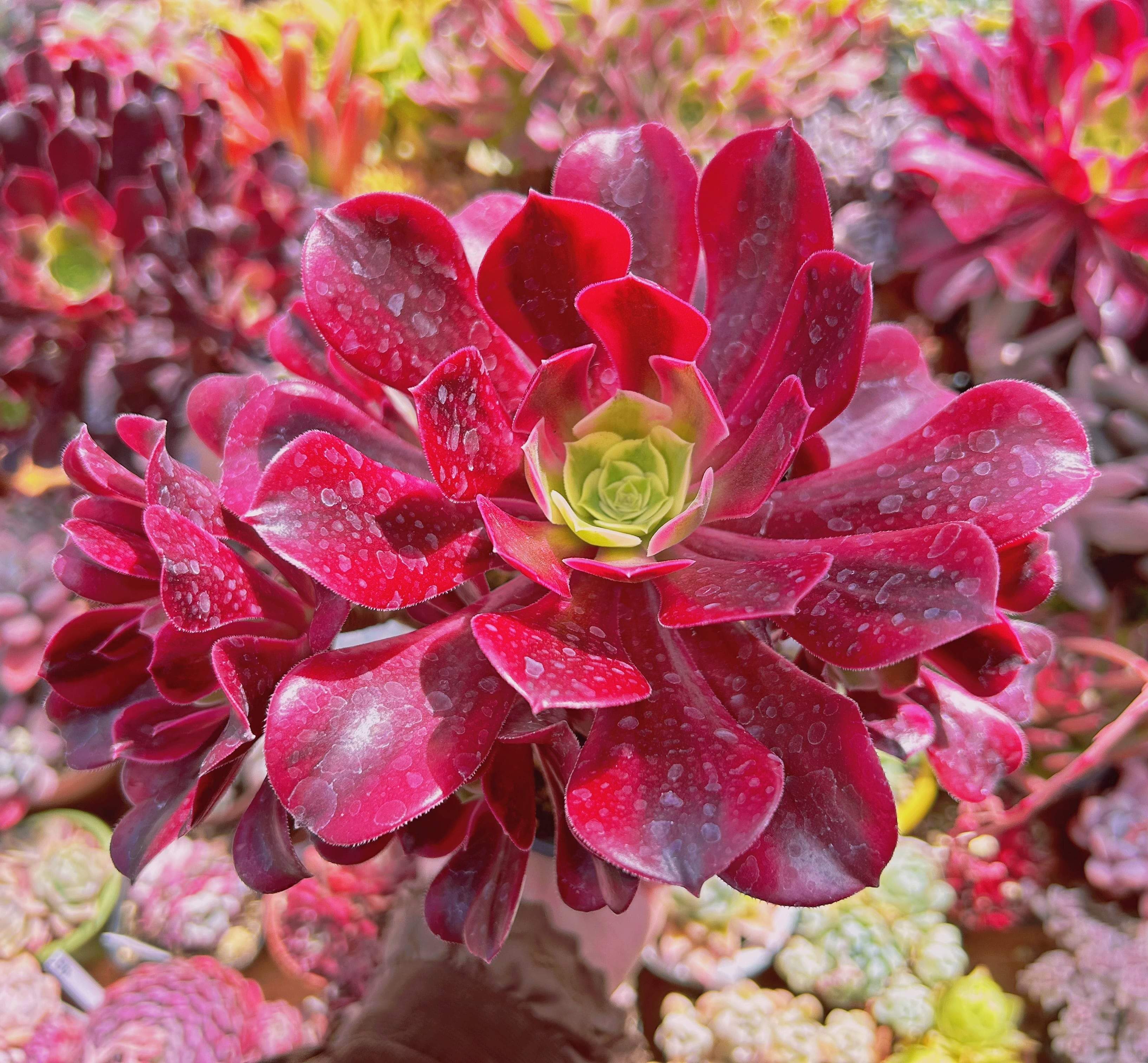 多肉植物 Aeonium メデューサ 4～7頭 特大群生 | るる農園~多肉植物専門