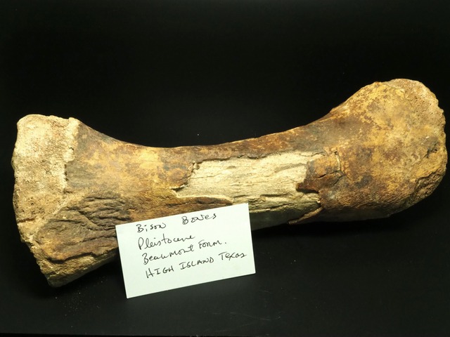 全長300ｍｍ！バイソンの化石【Bison Bone】【869ｇ】アメリカ・テキサス州産