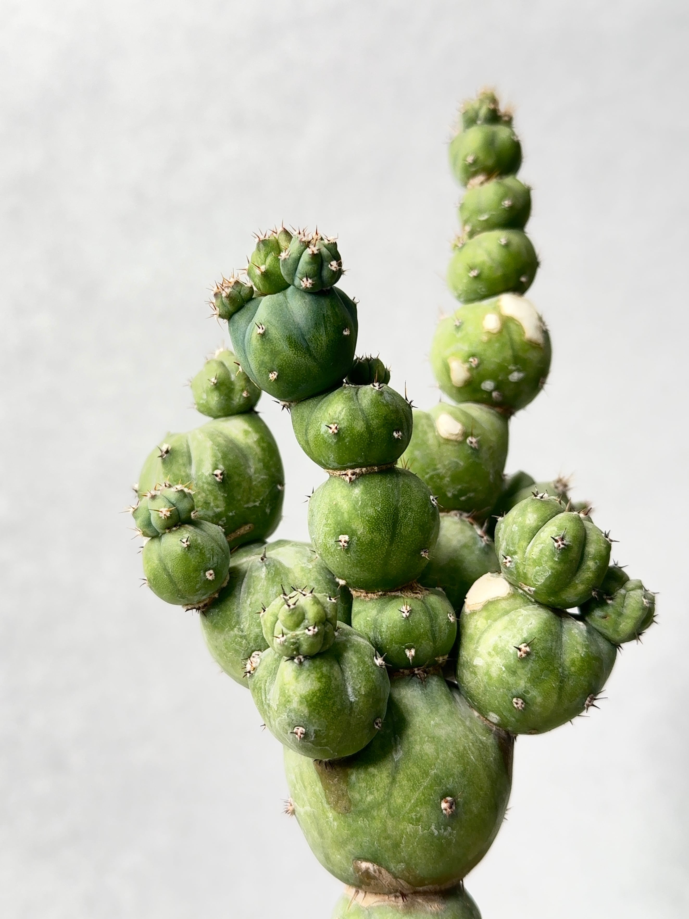 ミルチロカクタス・竜神木hyb.モンストローサ | trigger