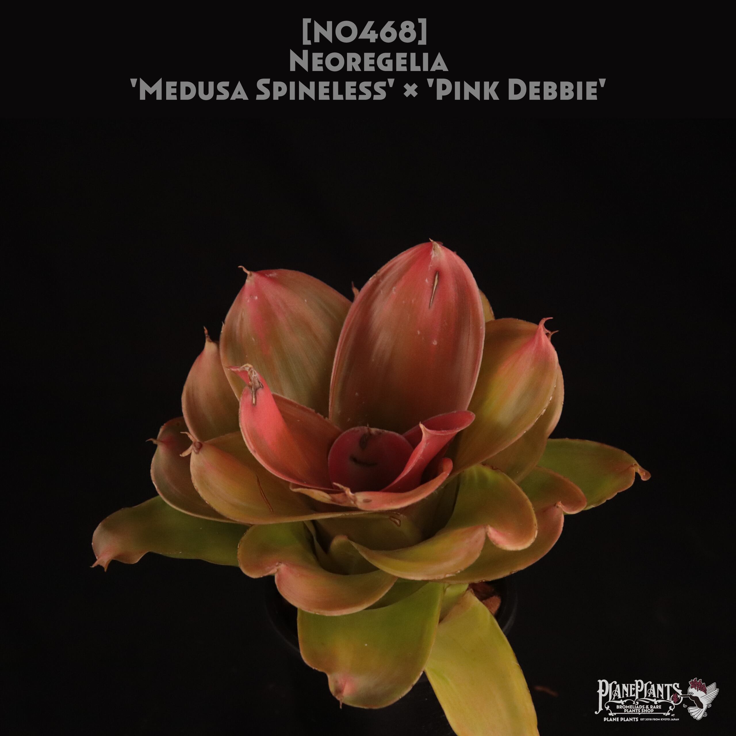 送料無料】Neoregelia 'Medusa Spineless' x 'Pink Debbie