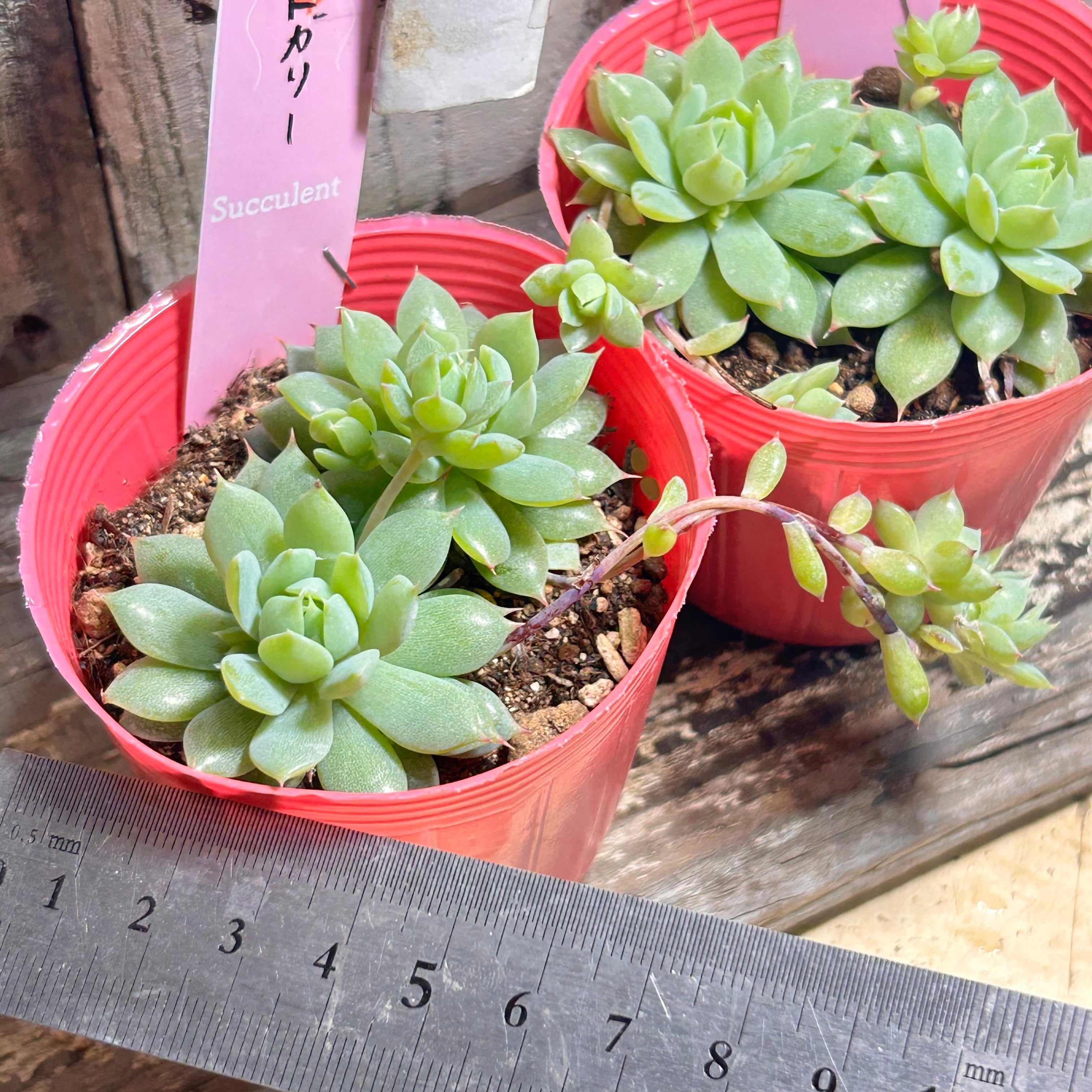 マクドガリー | RuPo 多肉植物専門店