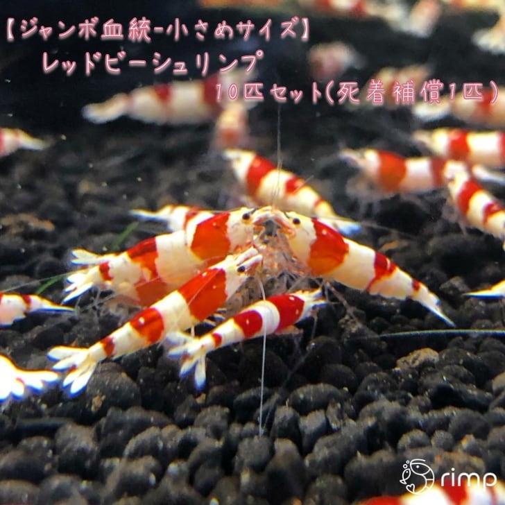 【ジャンボ血統-小さめサイズ】レッドビーシュリンプ 10匹 + 死着補償1匹