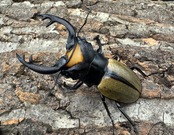 【WD】《ラコダールツヤクワガタ 73mm ペア》