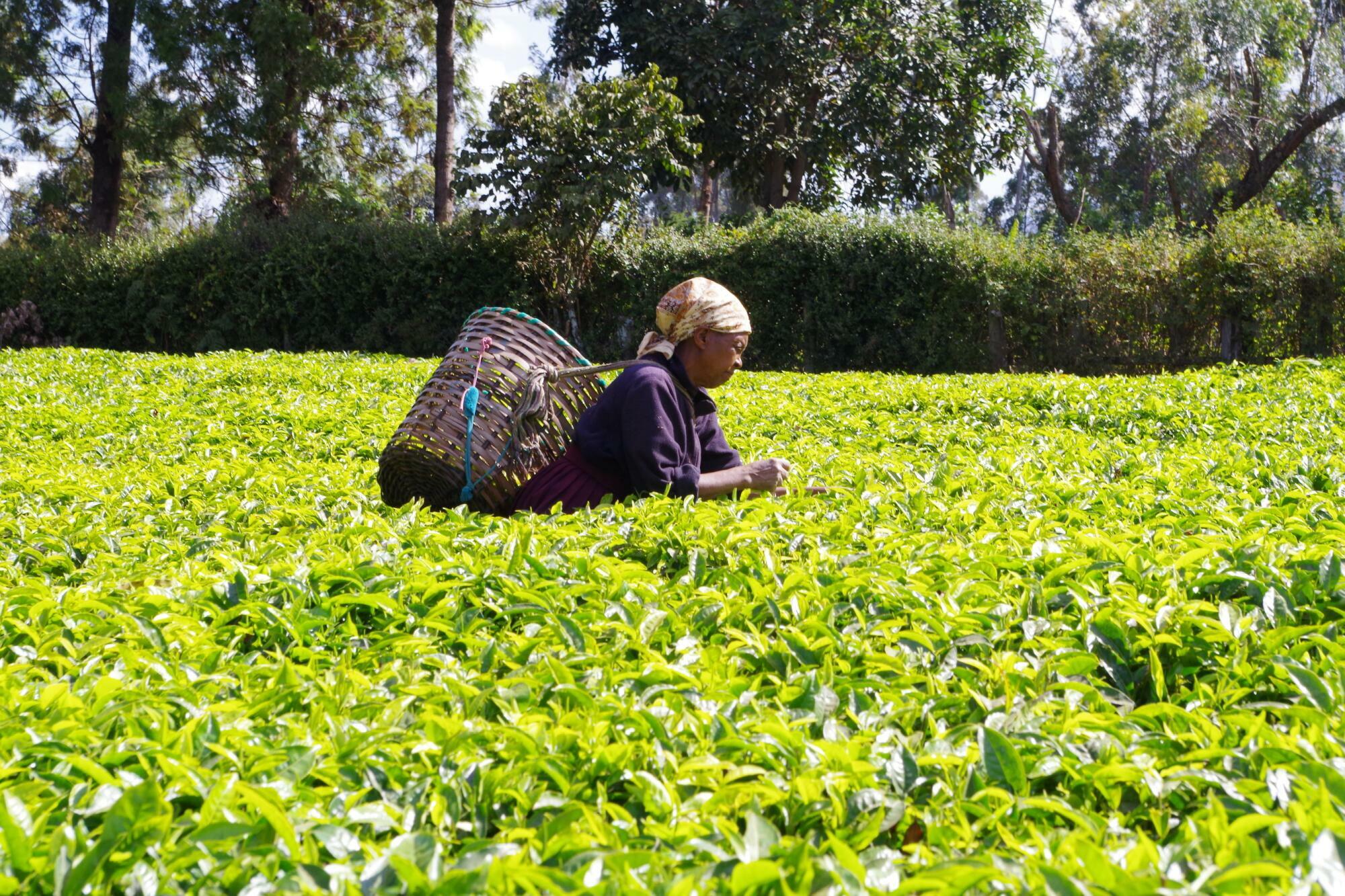 無農薬紅茶 ストレート向き 1kg 業務用お得サイズ | 無農薬栽培紅茶