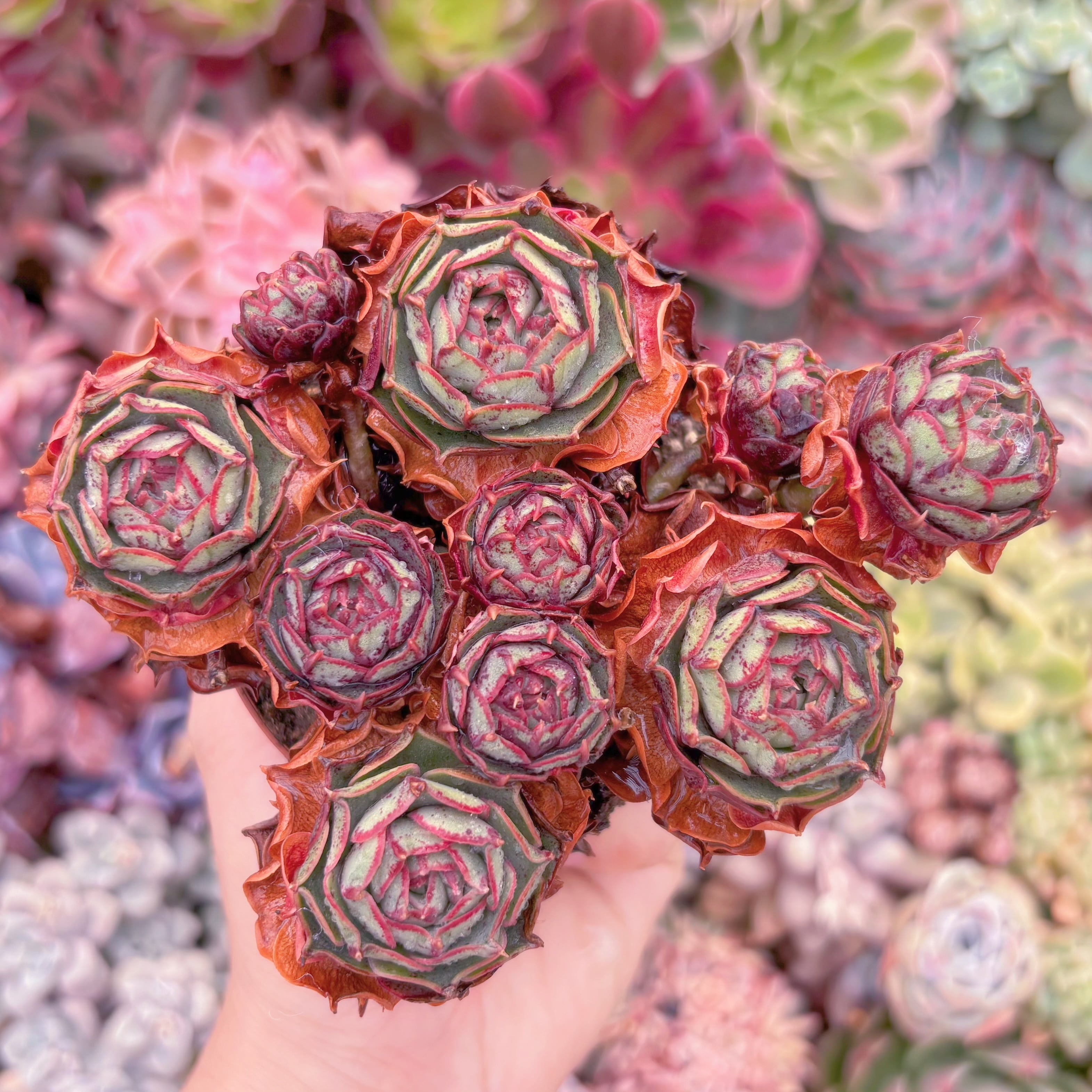 現品　ヨロッパロンギシマ#208　群生　るる農園