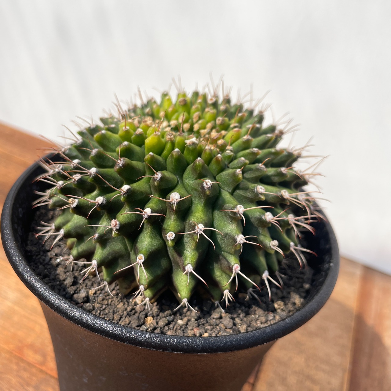 Gymnocalycium mihanovichii【ギムノカリキウム・ミハノビッチ棘なしモンスト】