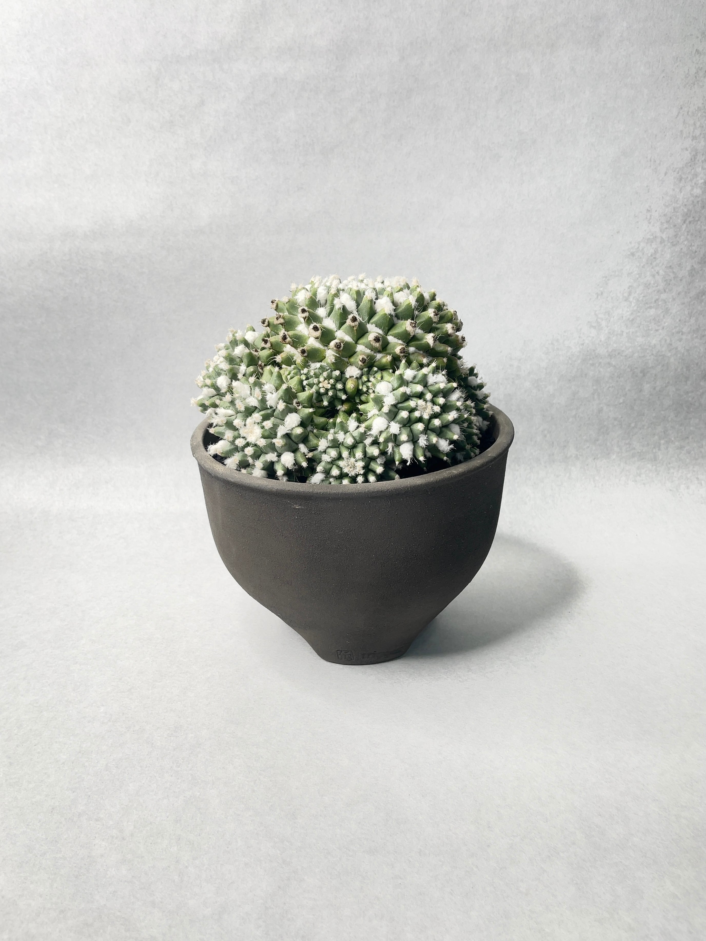 タ*ボ様 マミラリア☘️エルサム ・希少です✨✨(メルカリ便^^) タ*ボ様 マミラリア☘️エルサム ・希少です✨✨(メルカリ便^^)