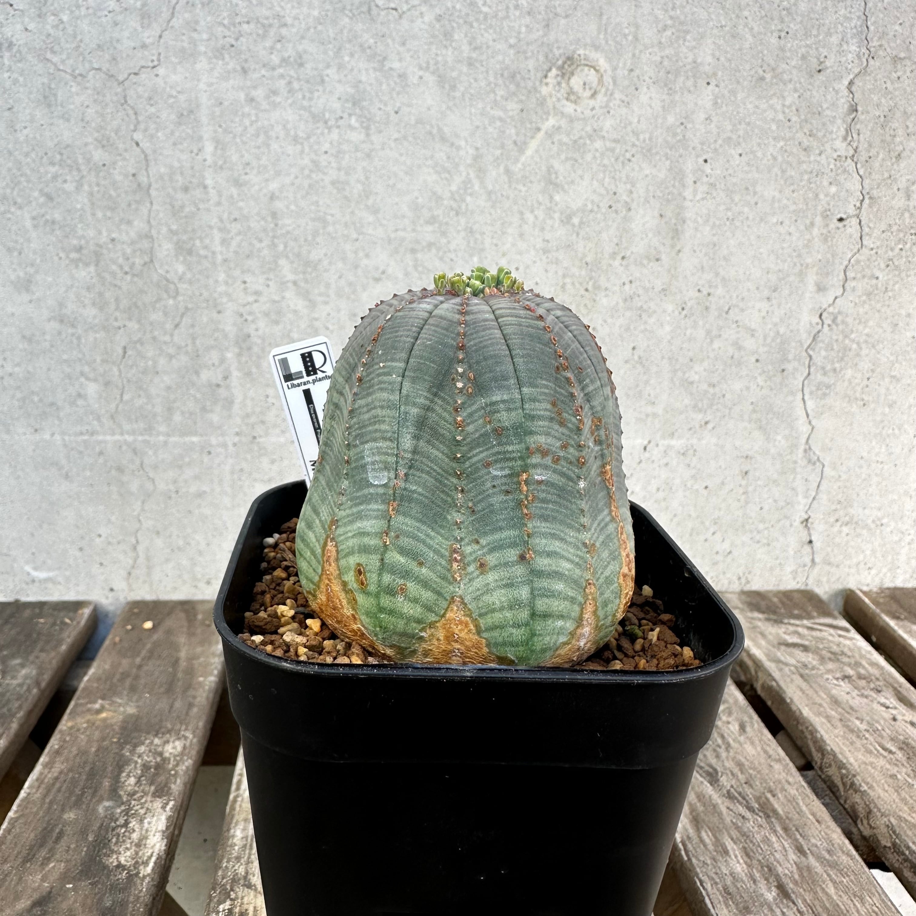 Obesa | Libaran_Plants〜ユーフォルビア オベサ 専門店オンラインスト〜