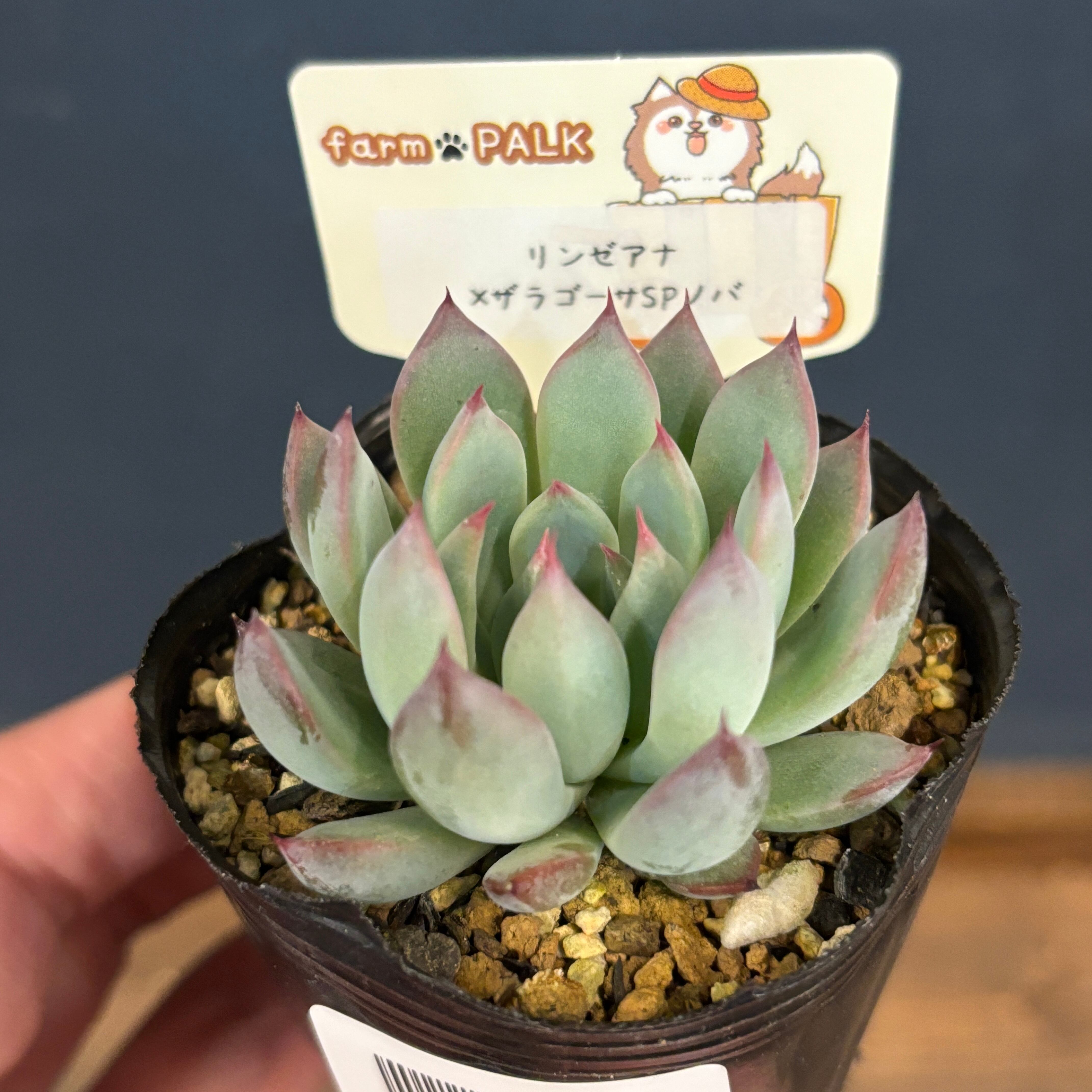 チランジア ブラキフィラ【572】 | PROTOLEAF プロトリーフ