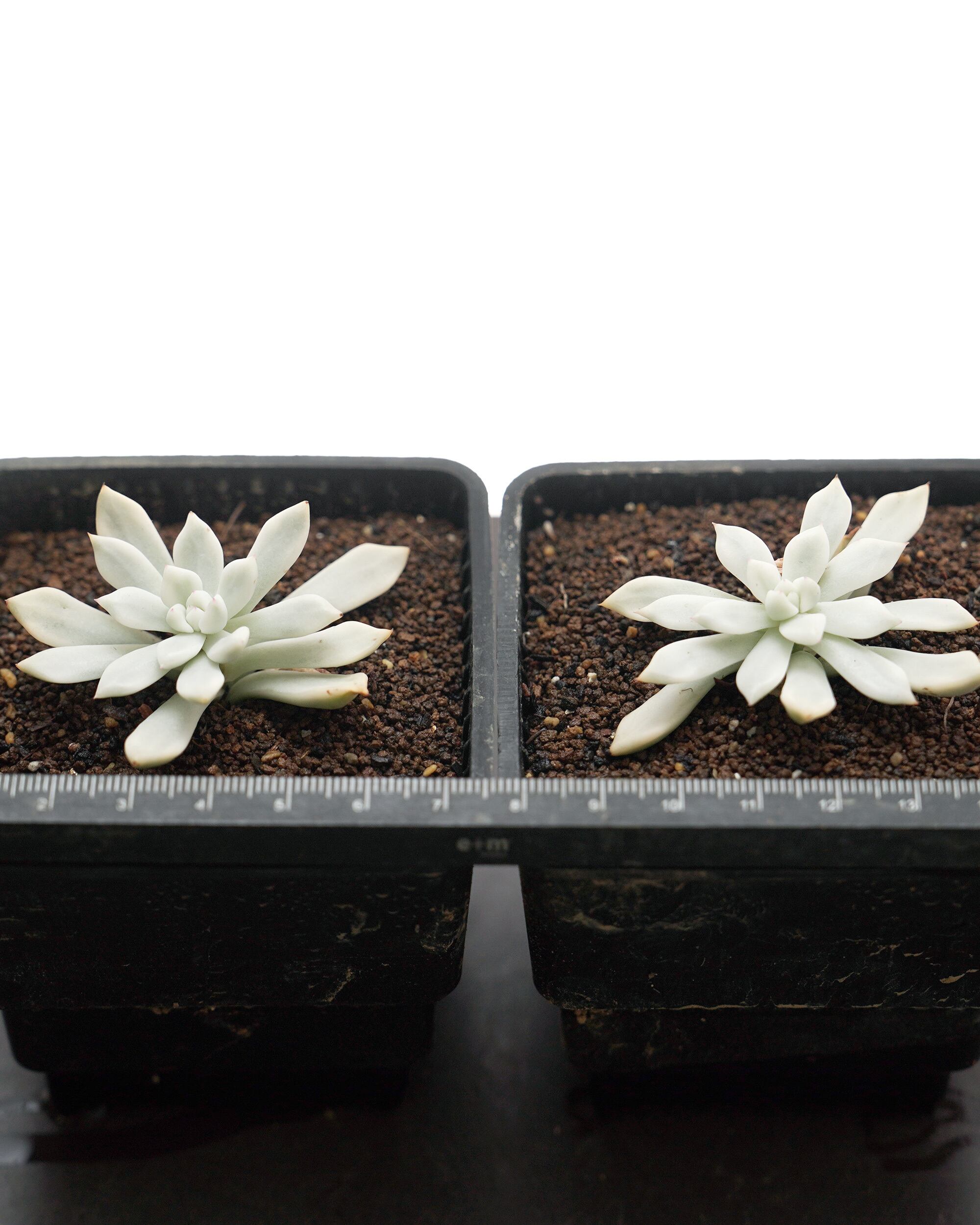 カット苗 ファントム錦 Echeveria 'Phantom Variegated' | PUKUBOOK