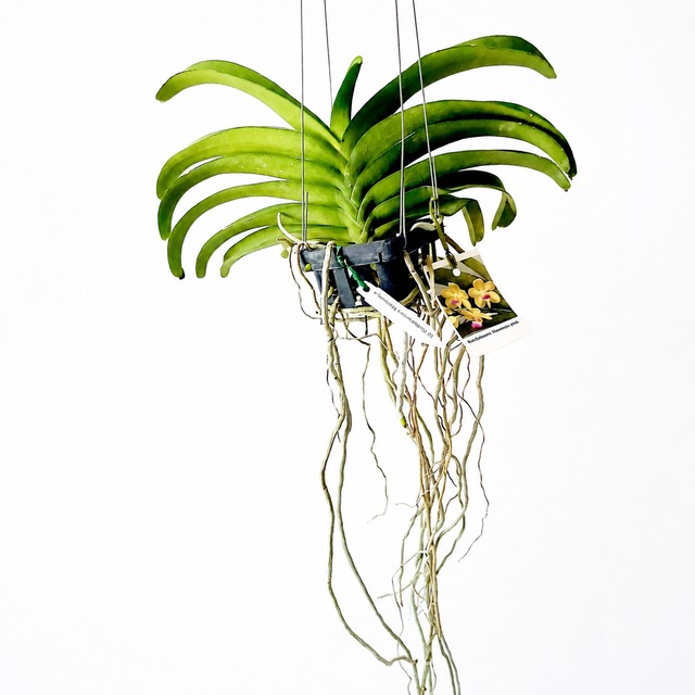 《希少》SOUJU 創樹 オリーブ ネバディロブロンコ観葉植物 calm cafe
