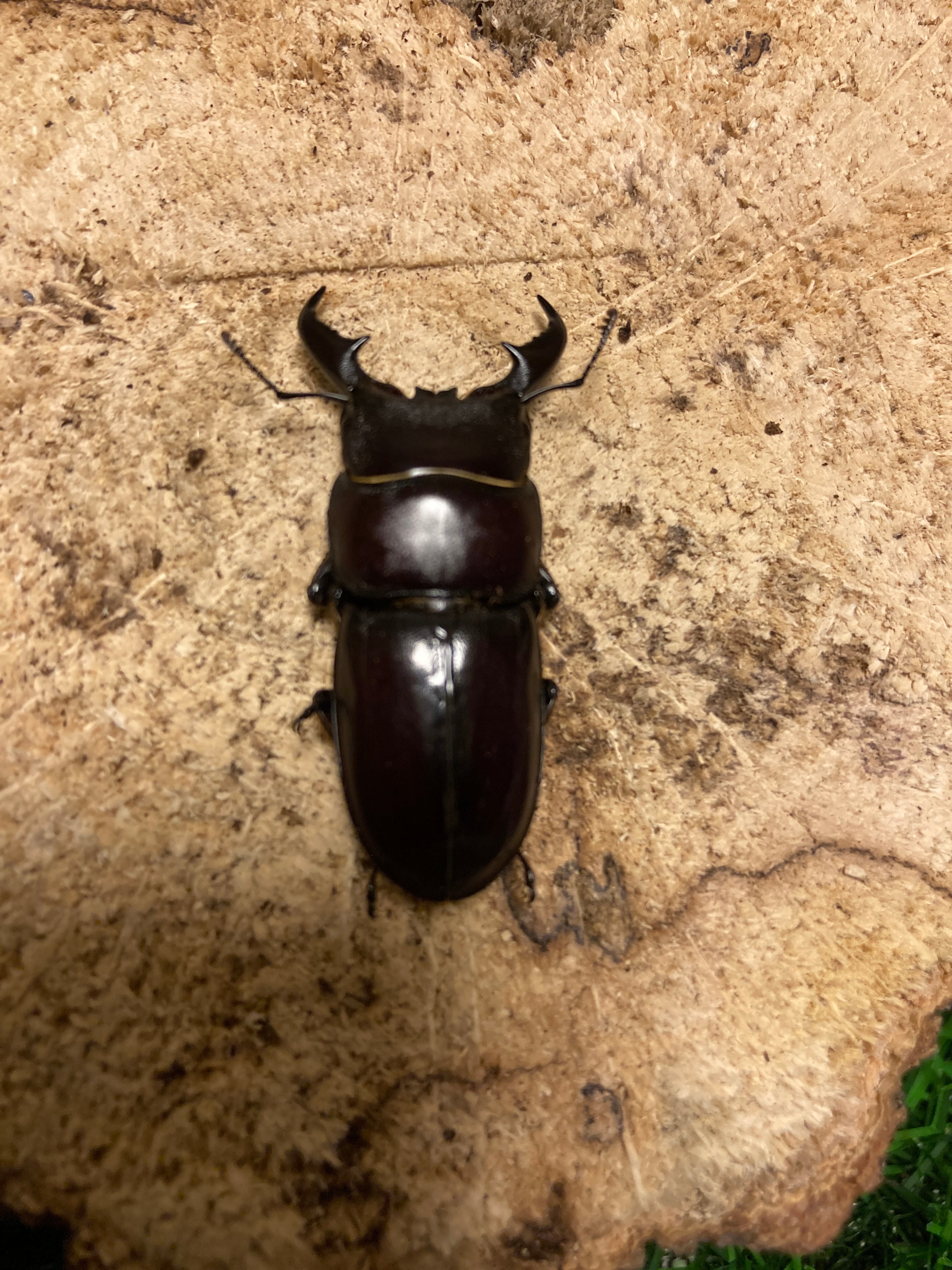 本土ヒラタクワガタ 53x30ペア WF2 | Insect Shop K&K